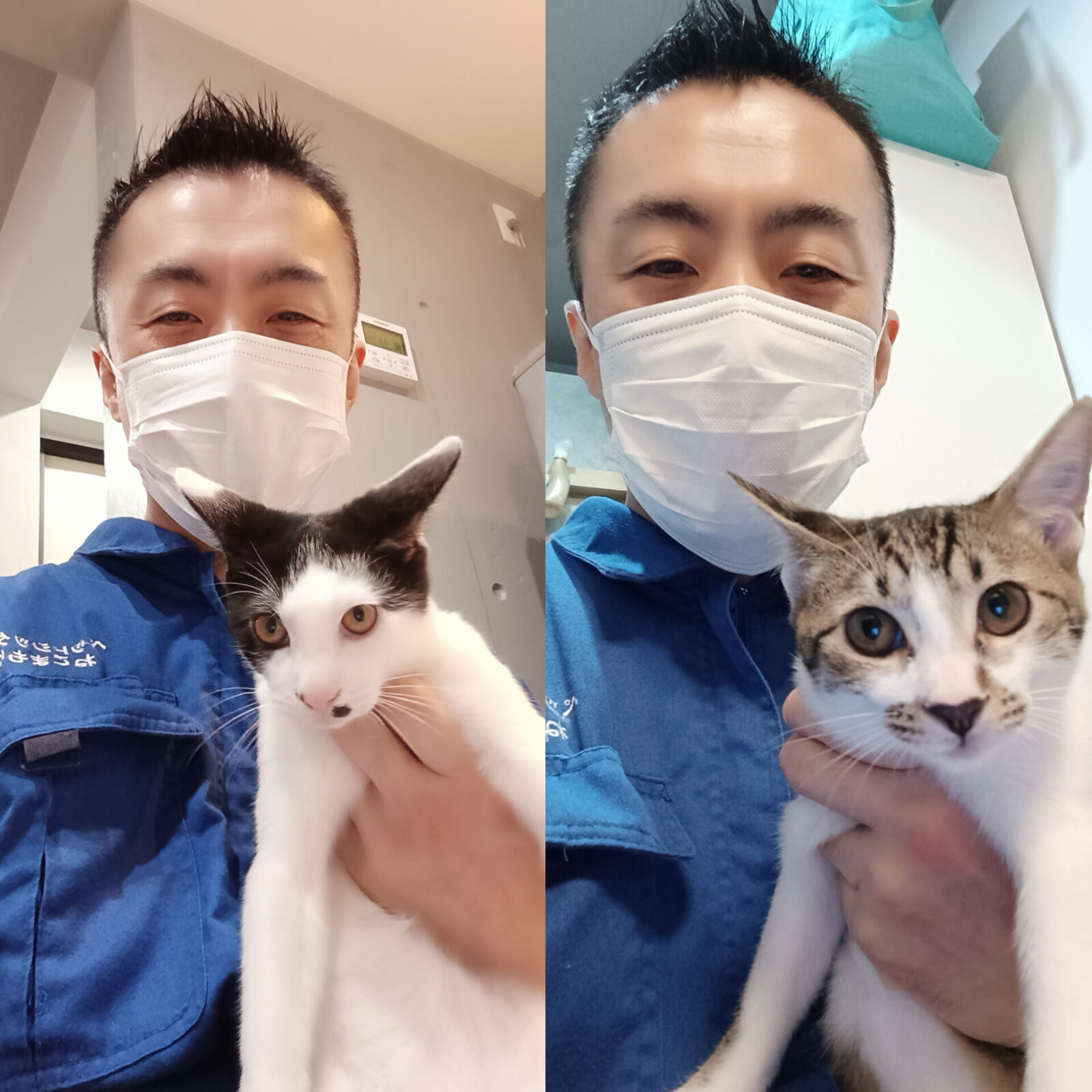 中野区 ご新規様 すくすく大きくなりました〜 2匹の保護猫ちゃんお世話レポート🐈