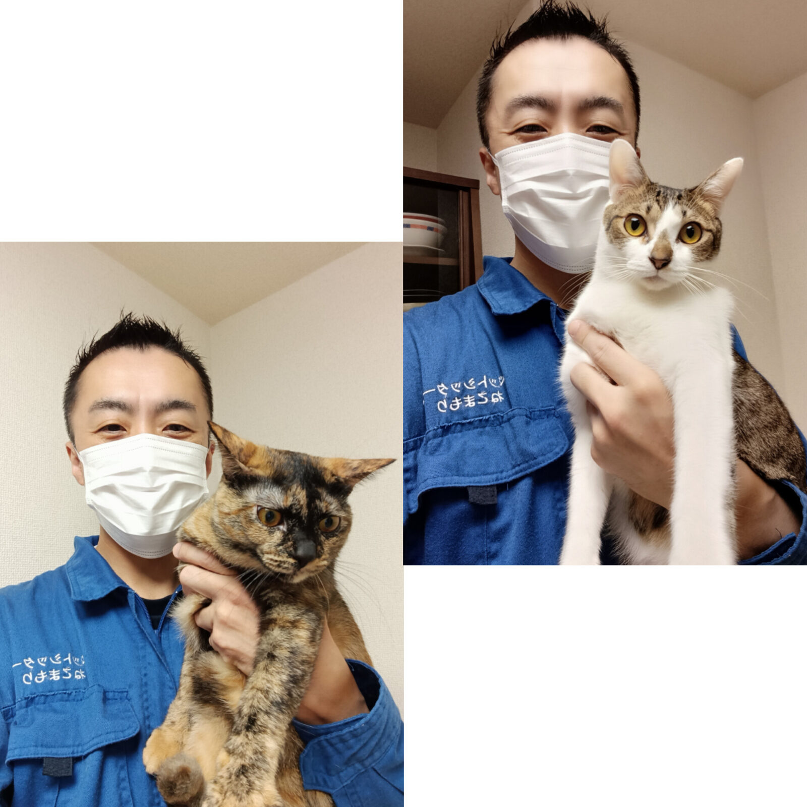 中野区 お得意様 爪切りがんばったよ〜 仲良しニャンちゃんず お世話レポート🐈