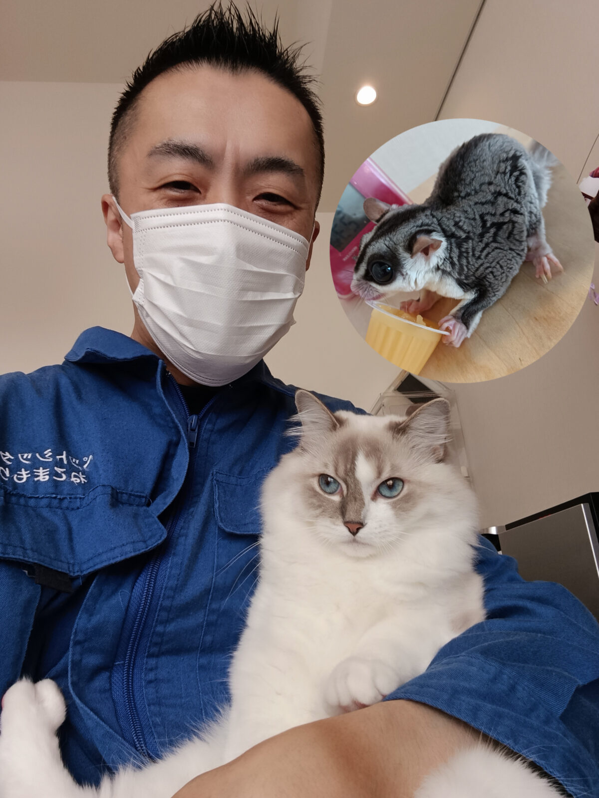 新宿区 お得意様 シャーシャー!爪切り大嫌いラグドールちゃん&ゼリーが大好きフクロモモンガくん お世話レポート🐈🦉