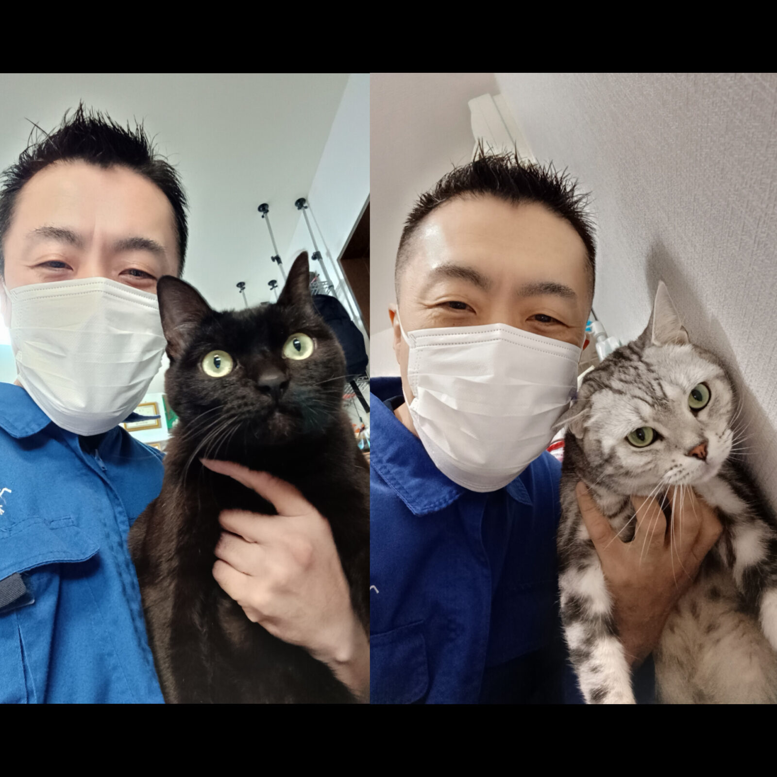 新宿区 お得意様 黒猫ちゃん🐱アメリカンショートヘアちゃん仲良く一緒に遊ぼうよ〜 お世話レポート🐈