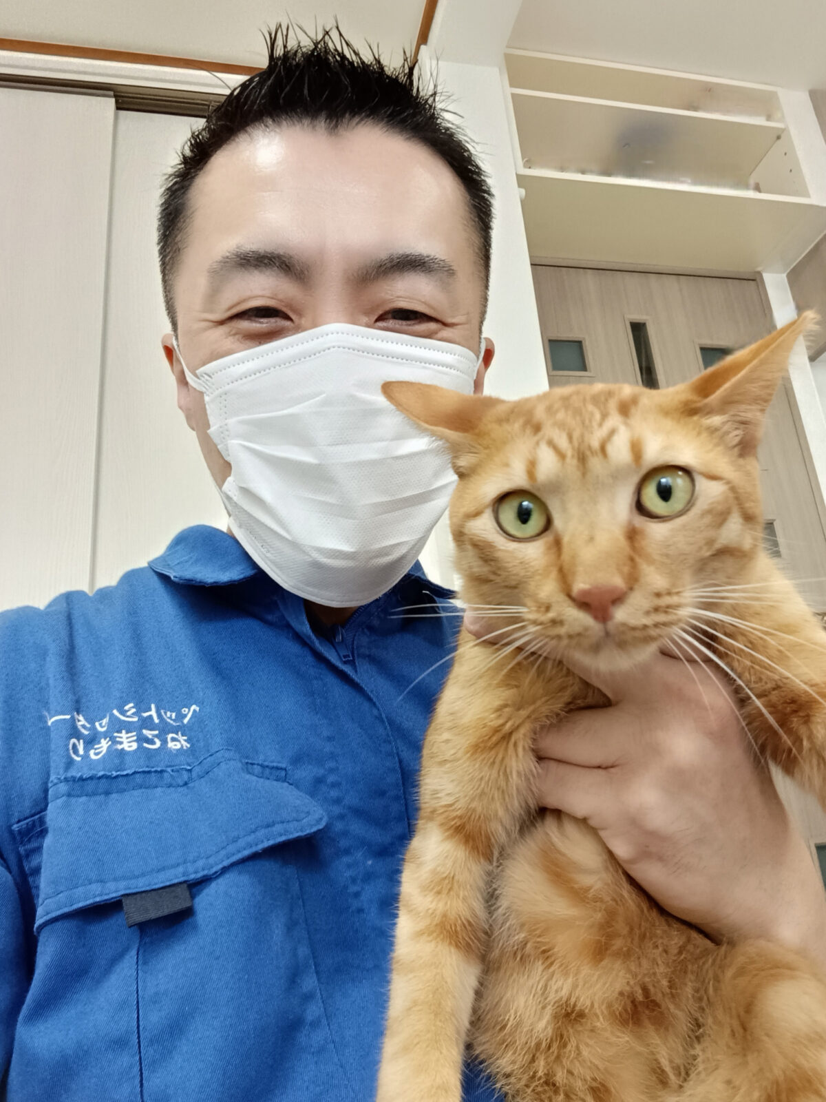 渋谷区 お得意様 久しぶり〜覚えていてくれて嬉しいぞ!茶トラくん お世話レポート🐈