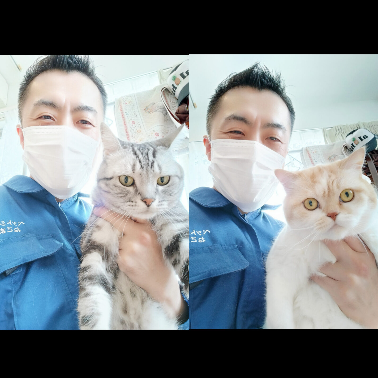 渋谷区 お得意様 お久しぶり〜 アメショーくん&スコちゃん お世話レポート🐈