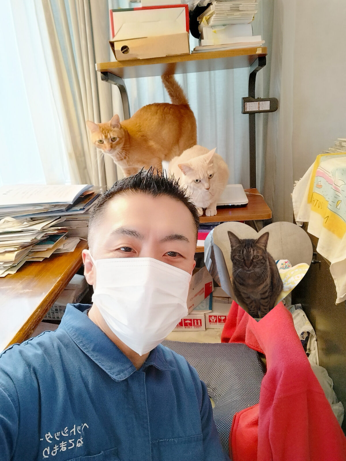 中野区 お得意様 保護猫出身 すくすく成長3ニャンズ お世話レポート🐈