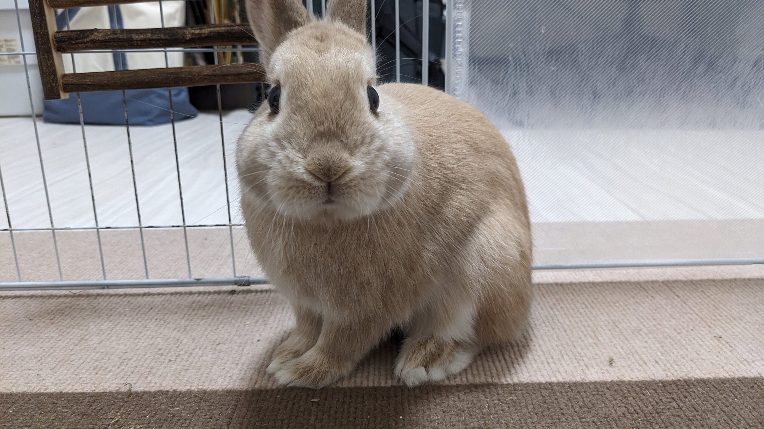 柏市　うさぎさん【しゃけくん】のお世話