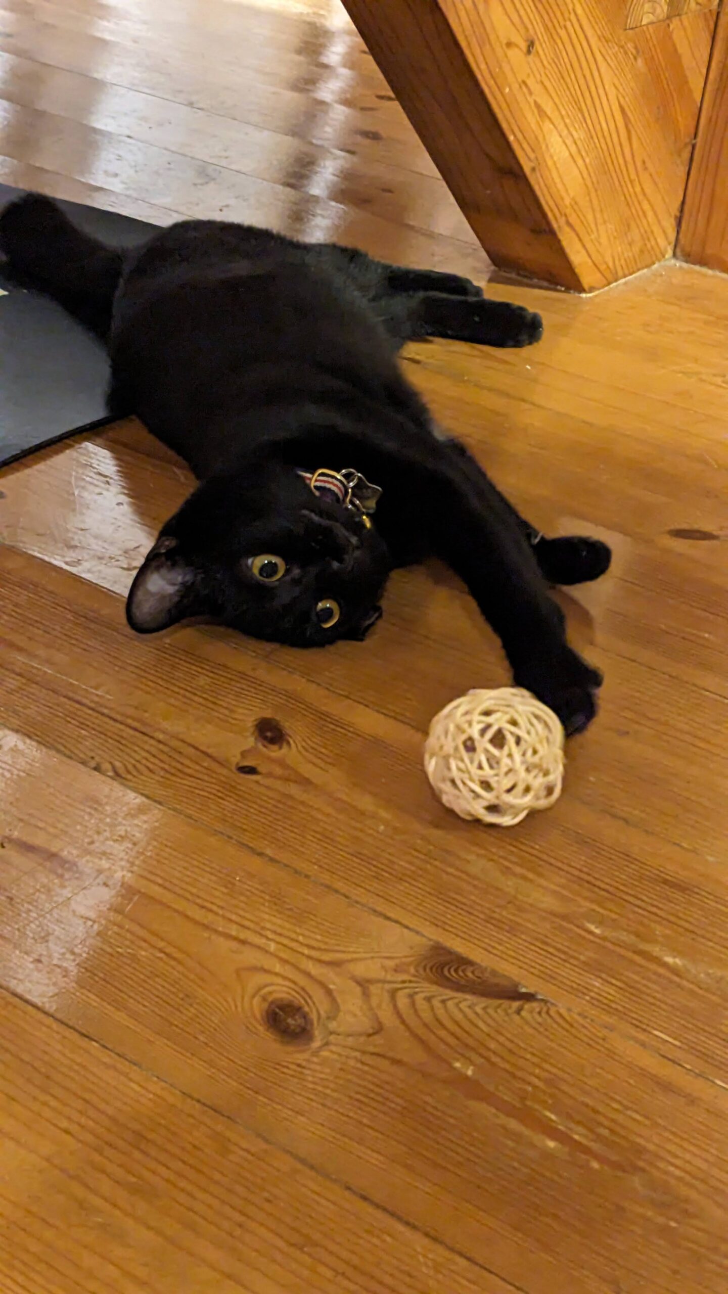 柏市　猫ちゃん【ジジちゃん】のお世話