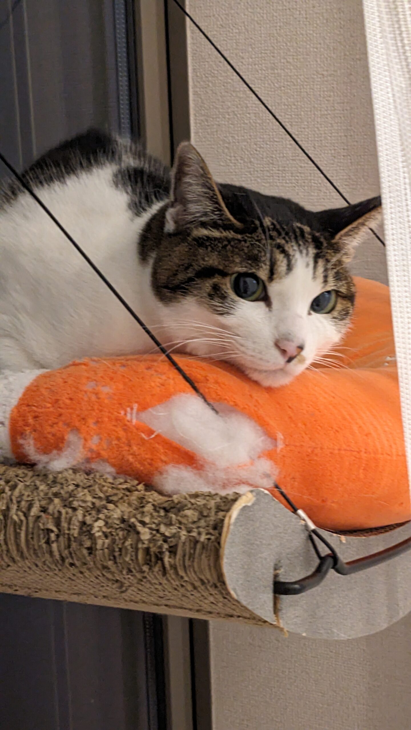 流山市 猫ちゃん2匹【ゆばちゃん、きぬちゃん】のお世話