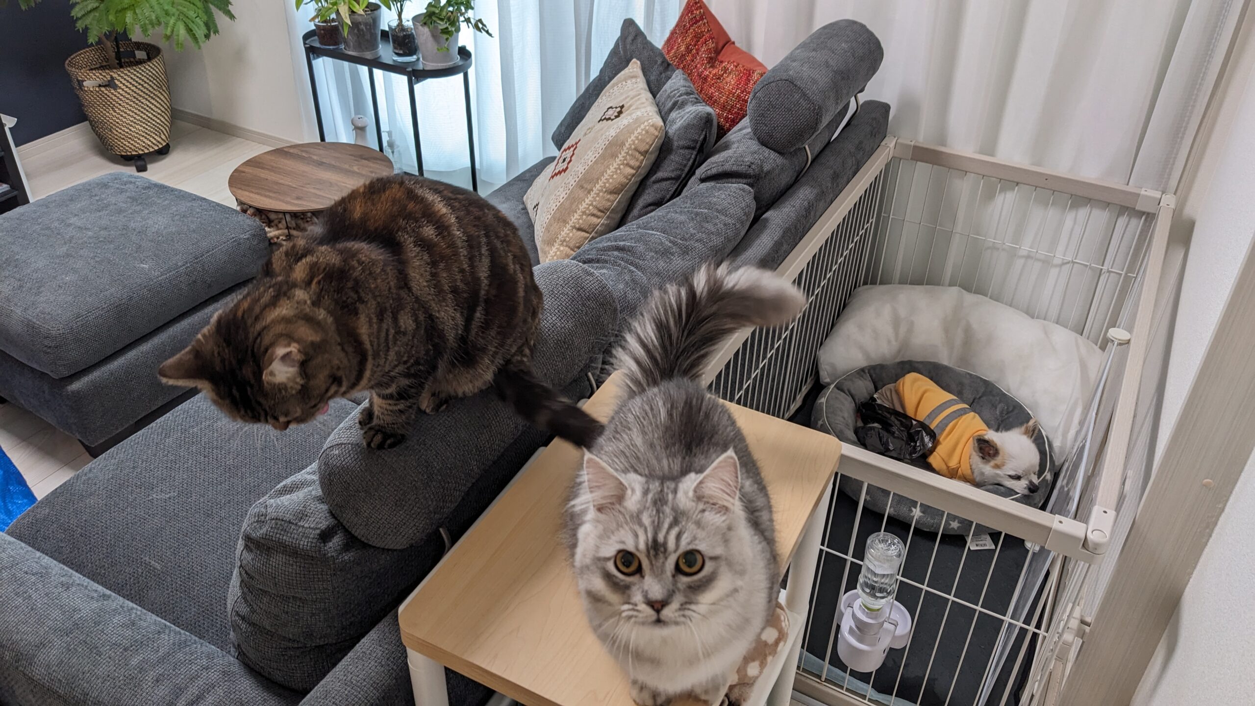 柏市 わんちゃん1匹【ゆきちくん】と猫ちゃん2匹【お福ちゃん、虎次郎くん】のお世話