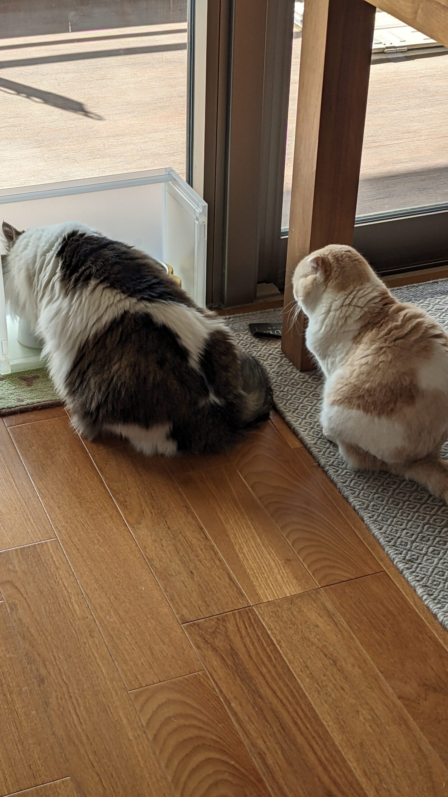 柏市 猫ちゃん2匹【はなちゃん、文太くん】のお世話