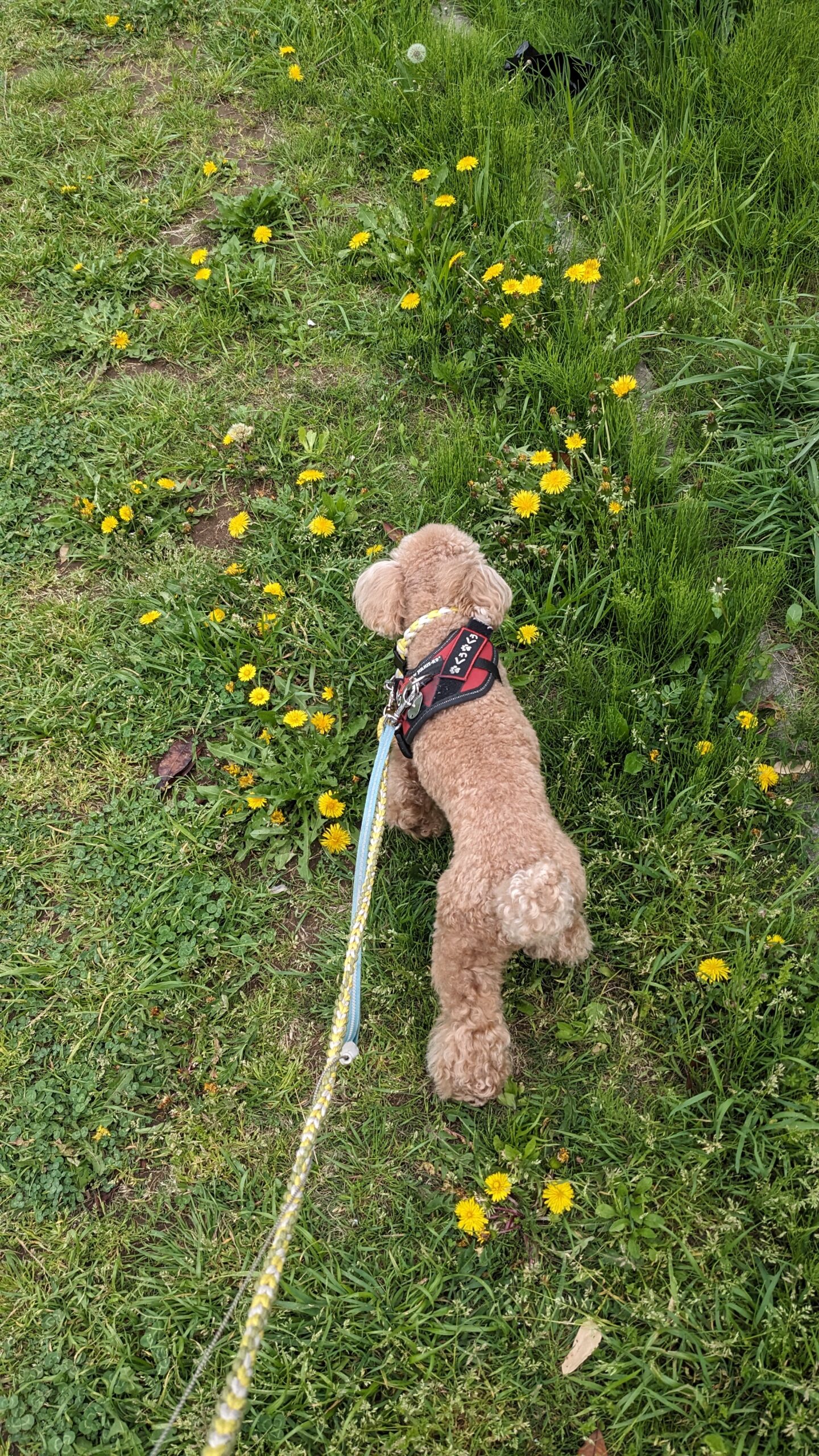 松戸市 わんちゃん【くぅくん】のお散歩代行