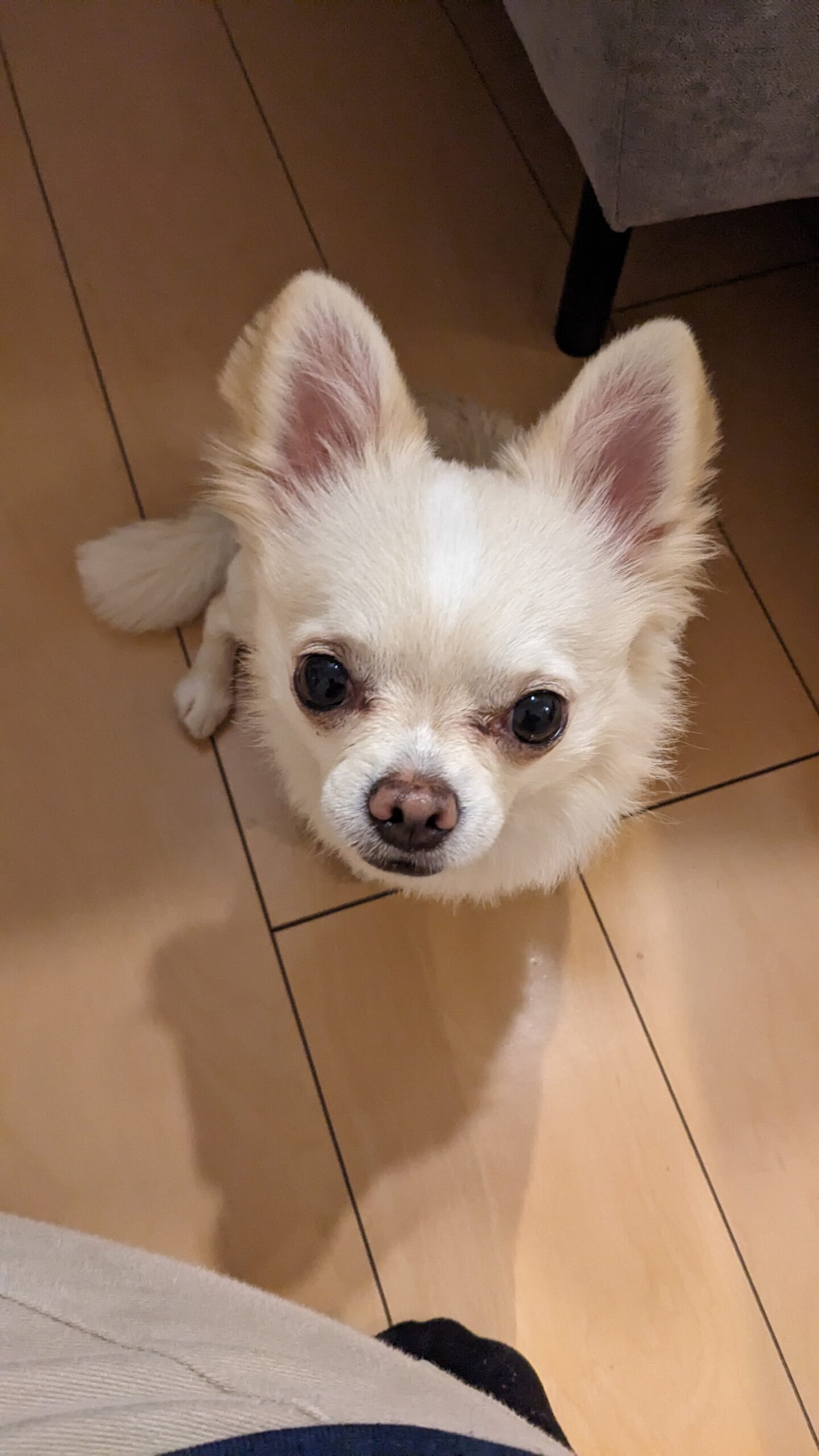 柏市 わんちゃん【コタくん】のお世話