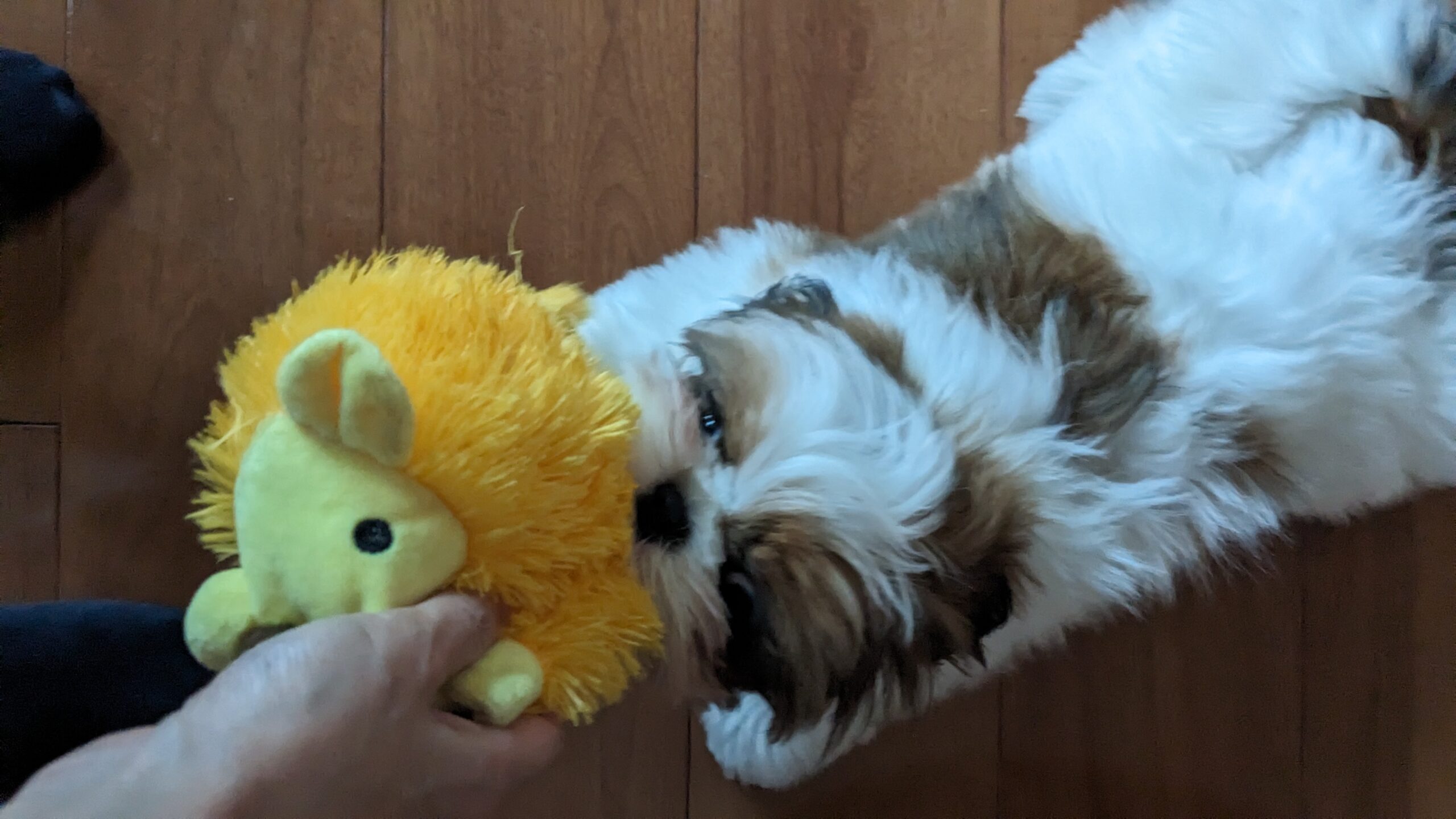 柏市 わんちゃん2匹【ハリーくん、めいちゃん】のお世話