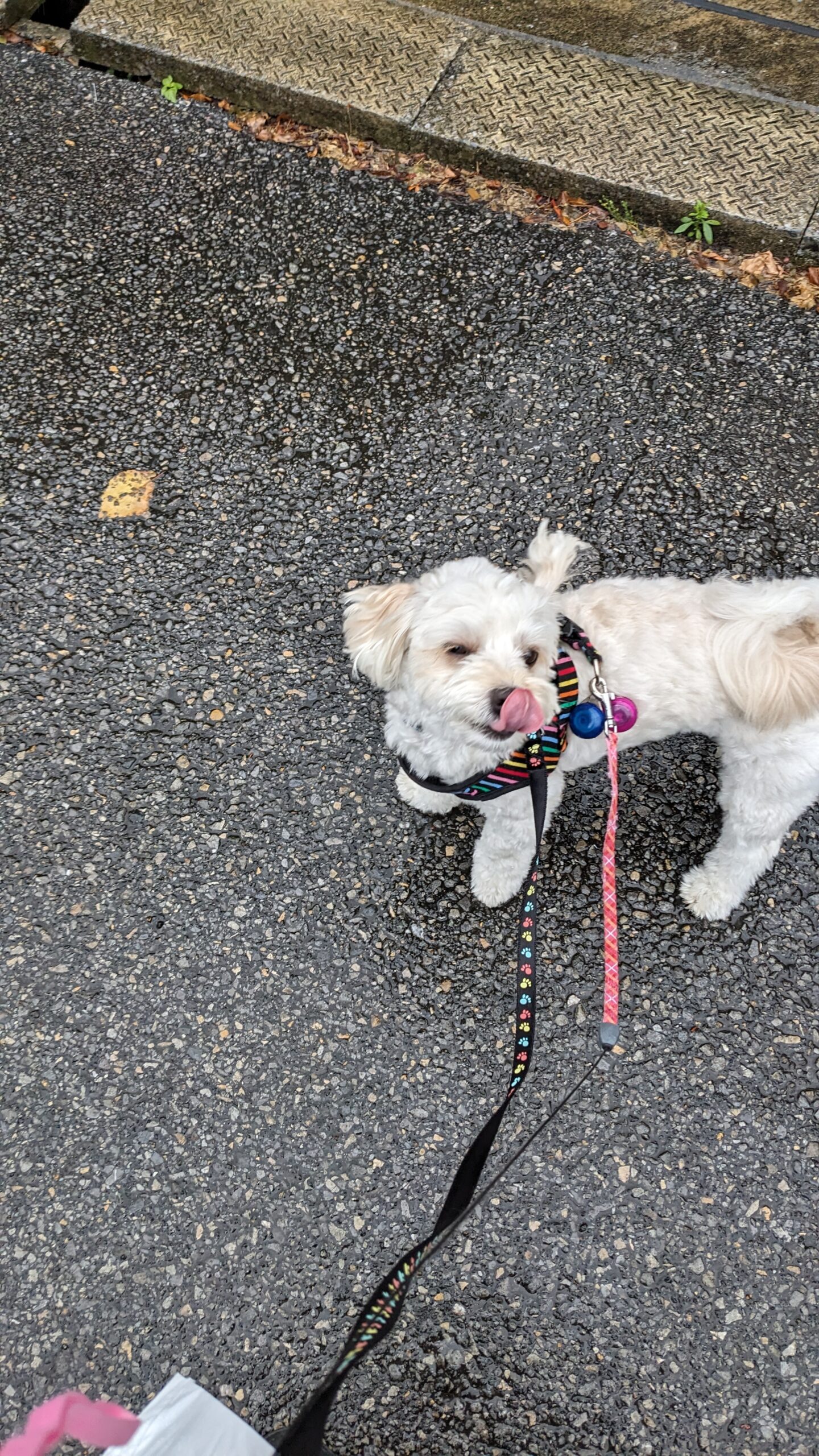 柏市　わんちゃん【マロンくん、プリンちゃん】のお散歩代行