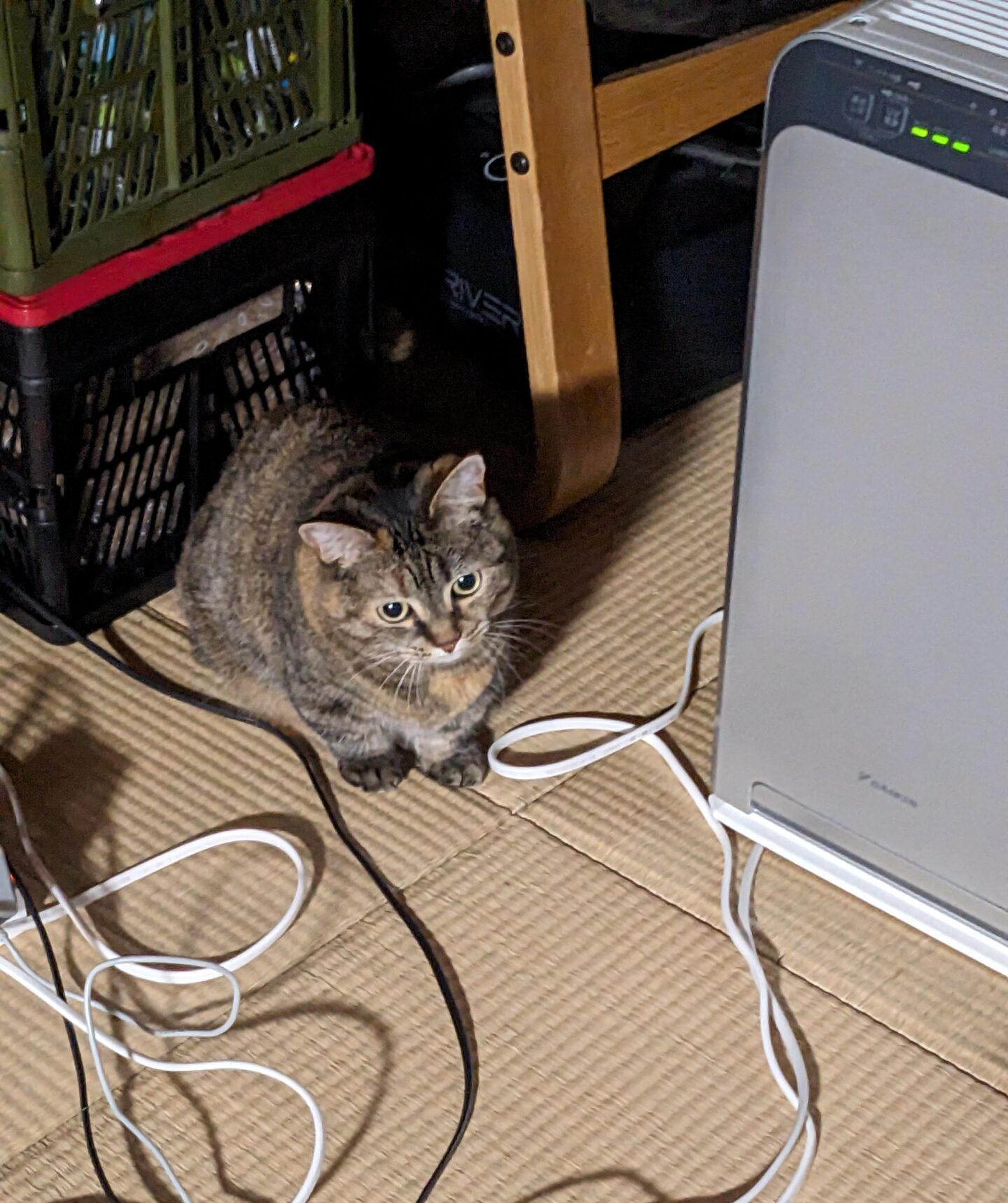 柏市 猫ちゃん【みいみちゃん】のお世話