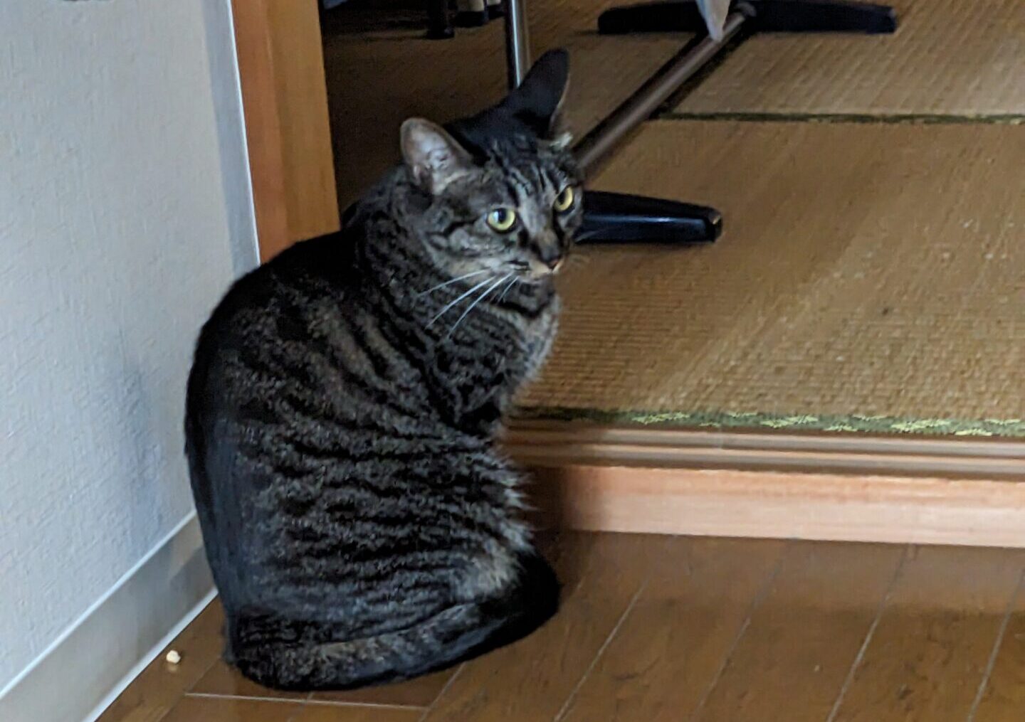 柏市 猫ちゃん【まいちゃん、アムロくん、みーちゃん】のお世話