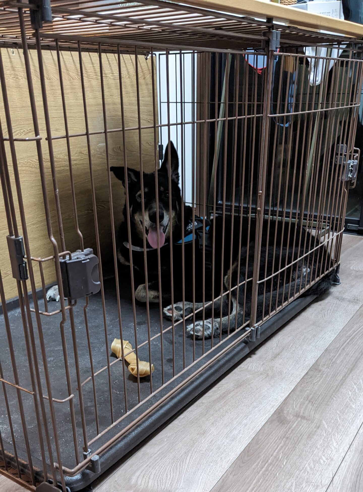 柏市 わんちゃん 【ヒットくん】のお世話