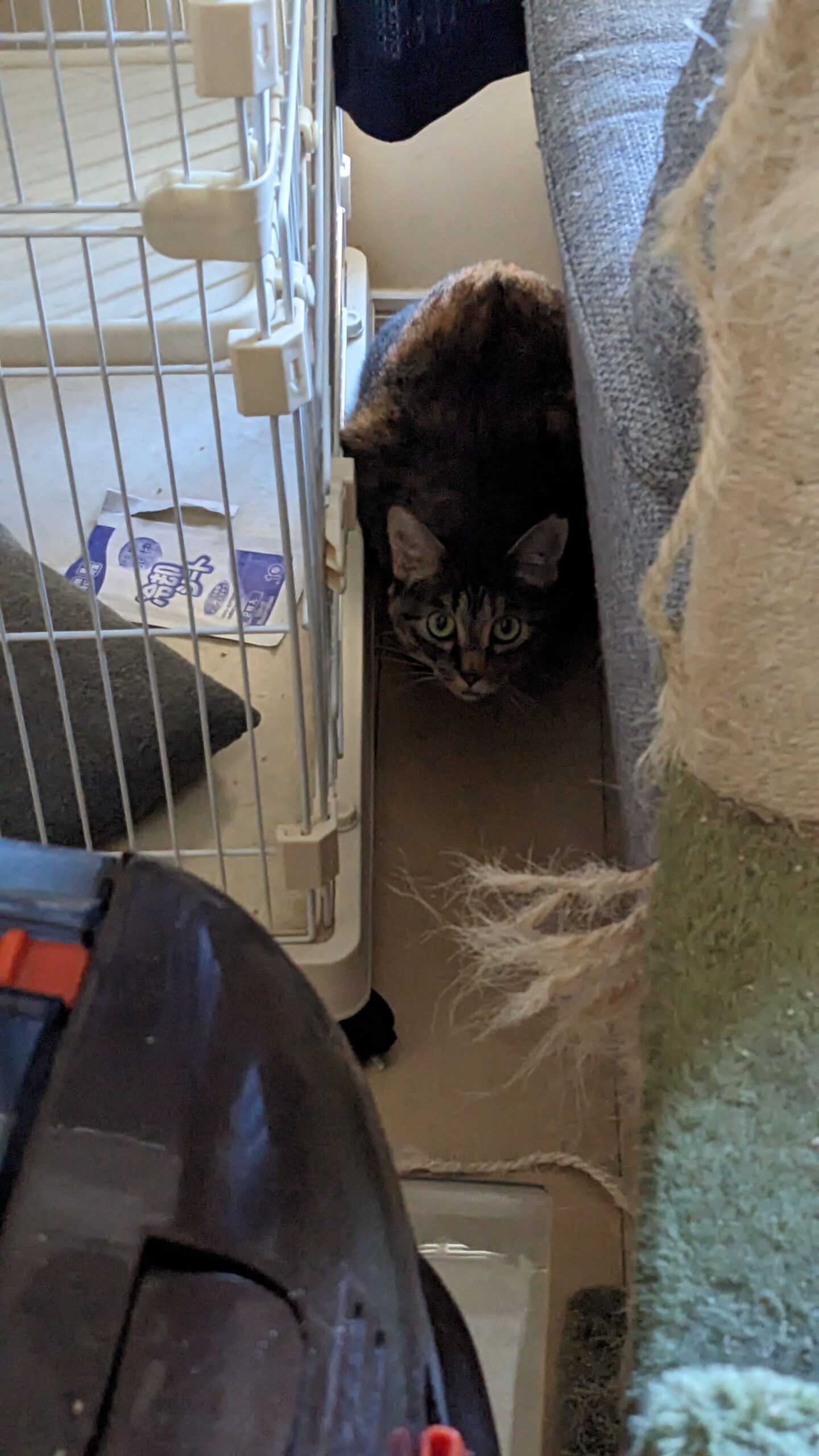 柏市 猫ちゃん【くーちゃん】のお世話