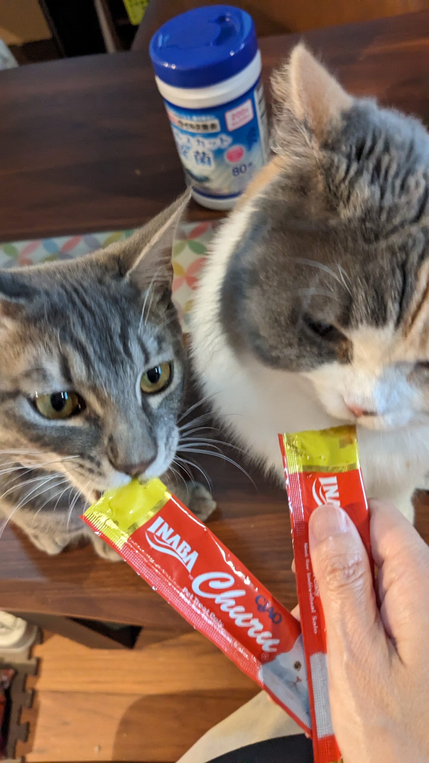 松戸市 わんちゃん【幸ちゃん、ポメ太郎くん】、猫ちゃん【福ちゃん、だいくん】のお世話