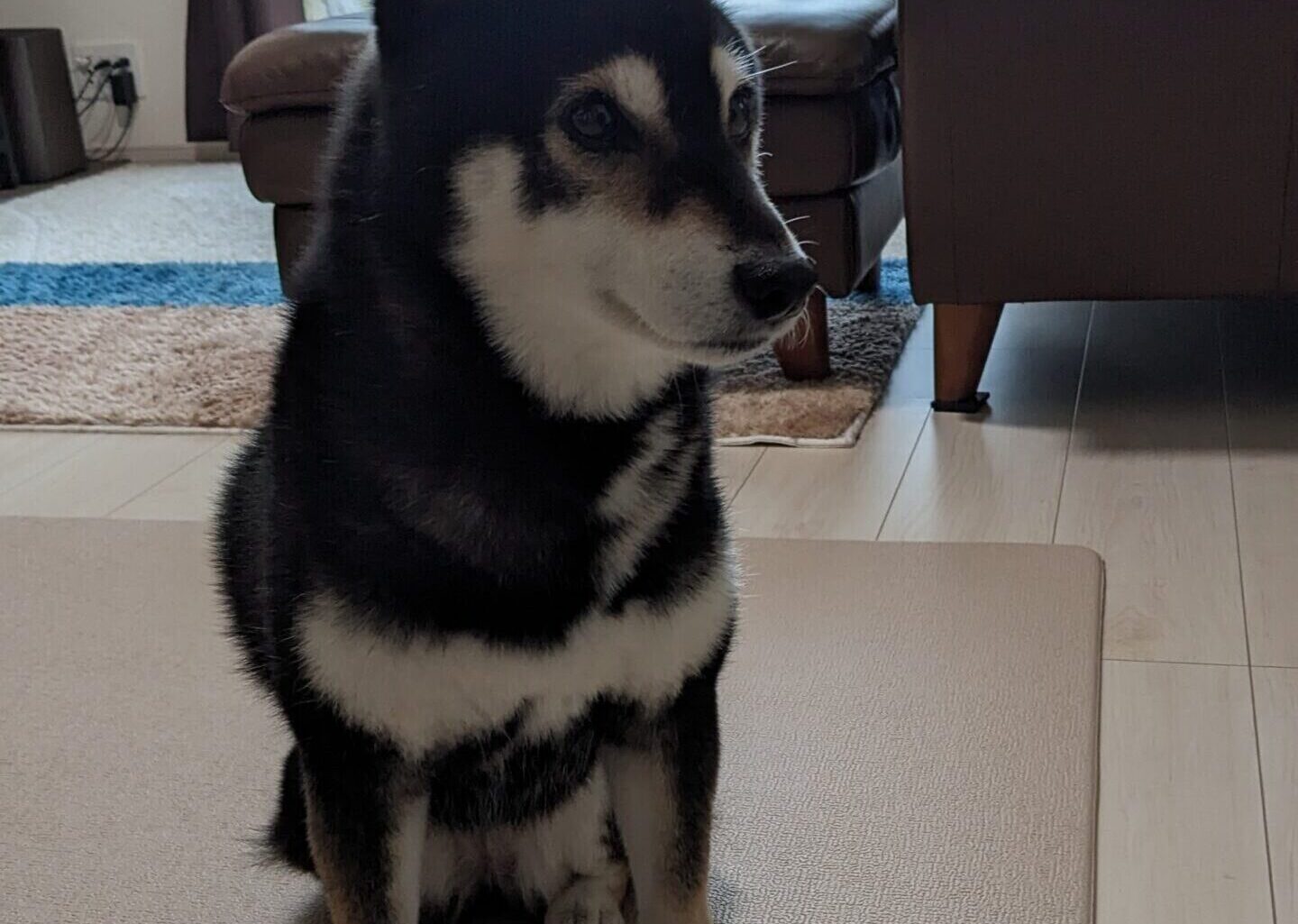 柏市 わんちゃん【かえでちゃん】のお世話