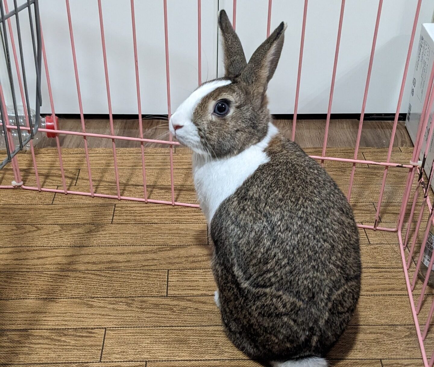 流山市 うさぎさん【麦ちゃん】のお世話