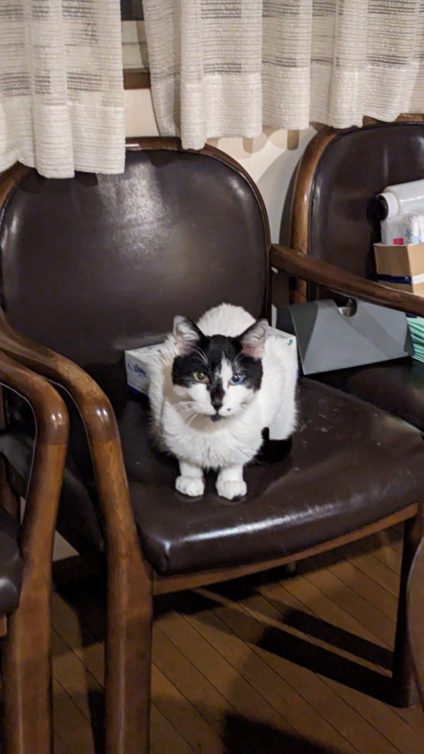 柏市 猫ちゃん【ノアールくん】のお世話