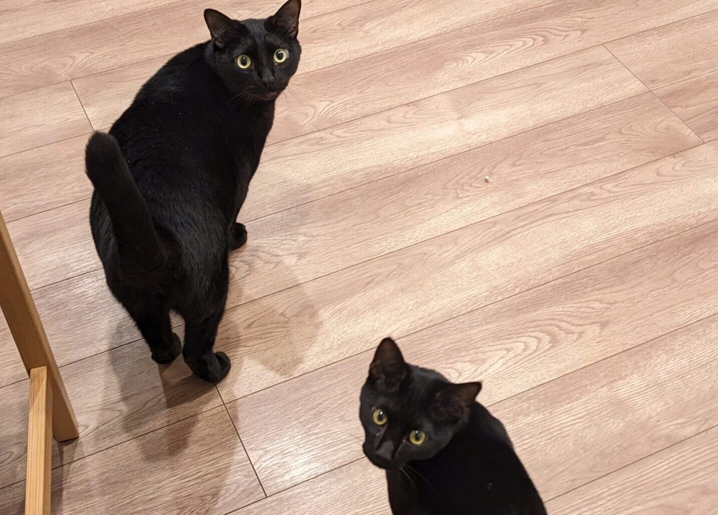 柏市 猫ちゃん2匹【菊丸くん、天一くん】のお世話