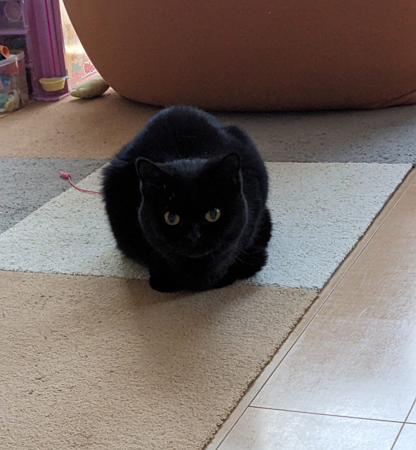 柏市 猫ちゃん 【うにちゃん】のお世話