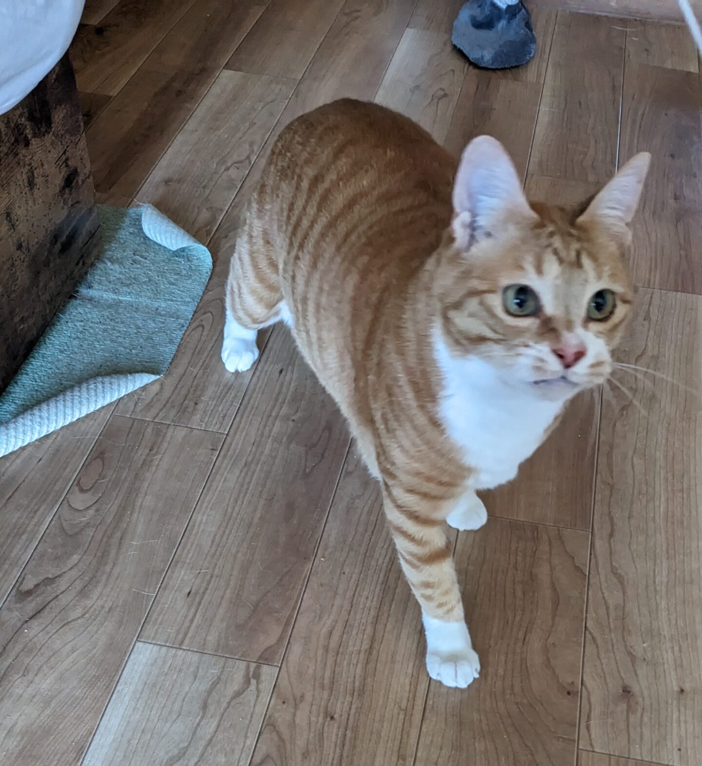 柏市 猫ちゃん【チロちゃん】のお世話