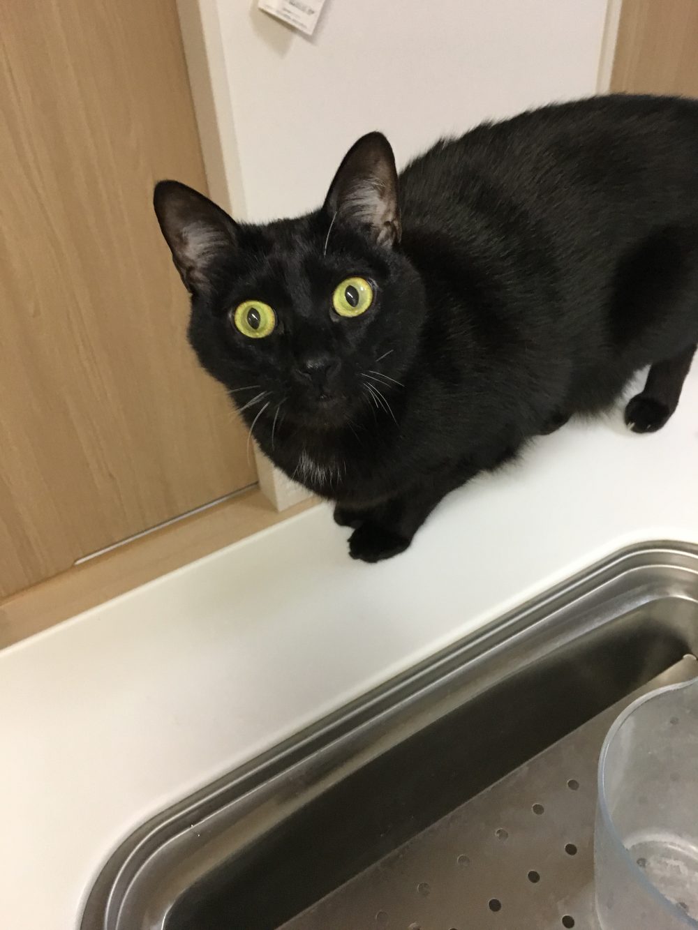 猫のヤマトくんとショコラちゃん、小田原市でキャットシッター