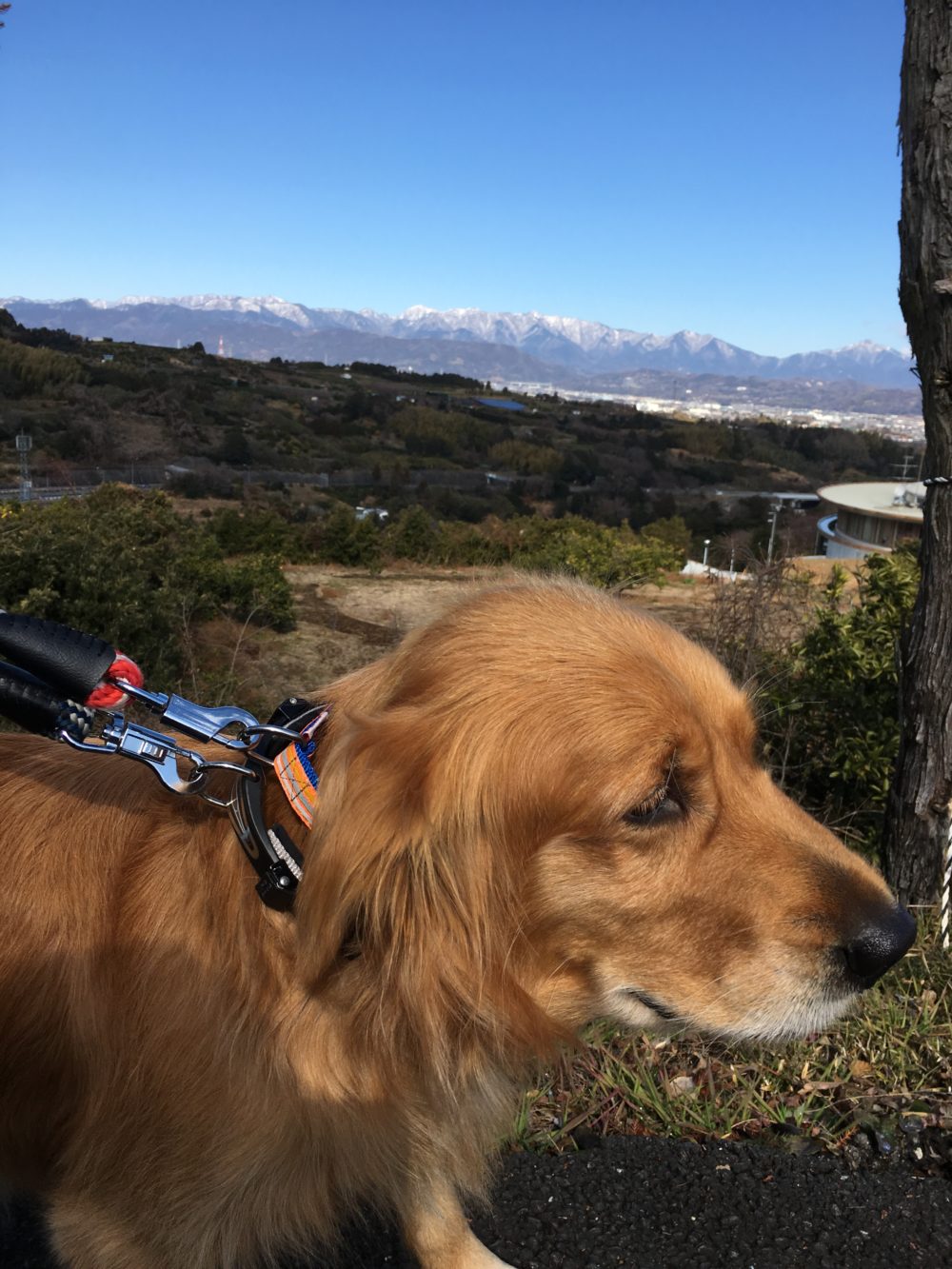 ミミちゃんとチャーリーくんのドッグシッター