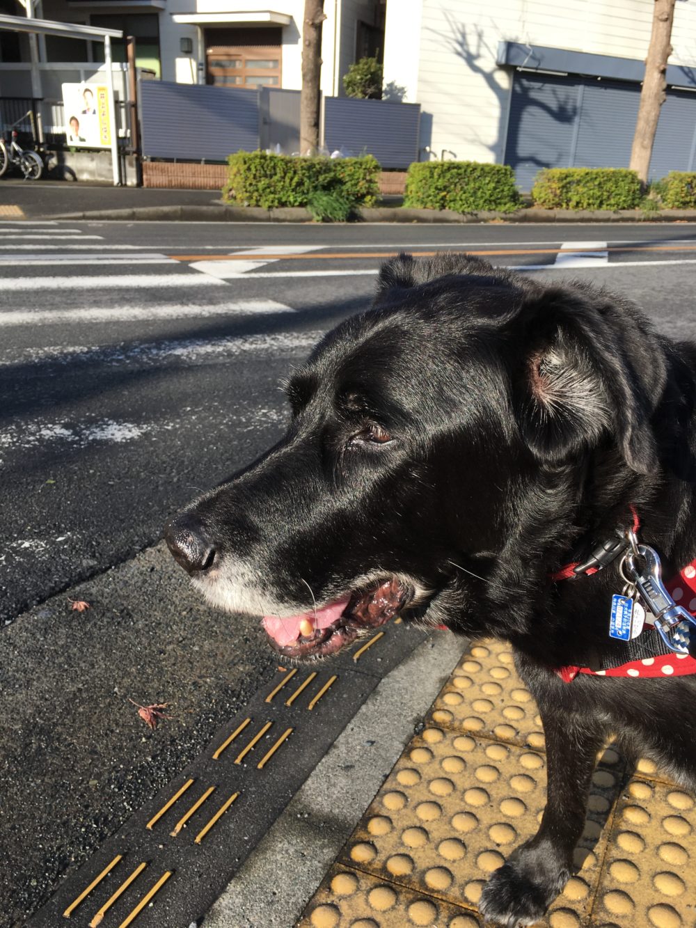 ロメオくんのお散歩代行