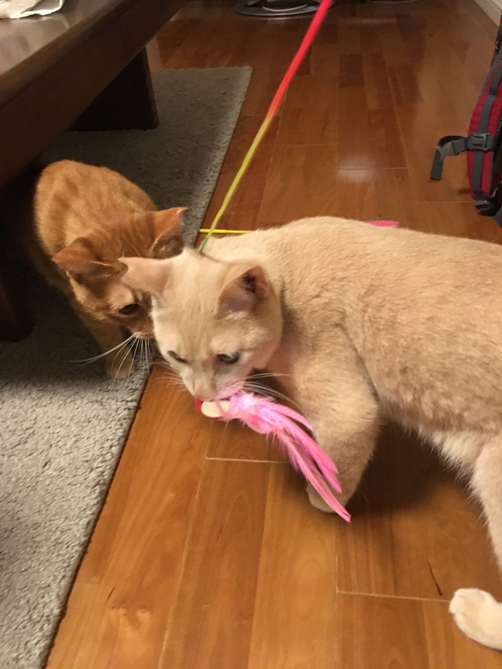 ハクくん＆バクくんのキャットシッター、二宮町