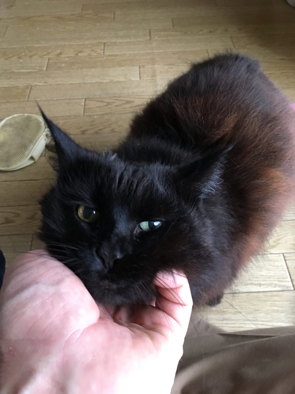 エリカちゃんのキャットシッター、松田町