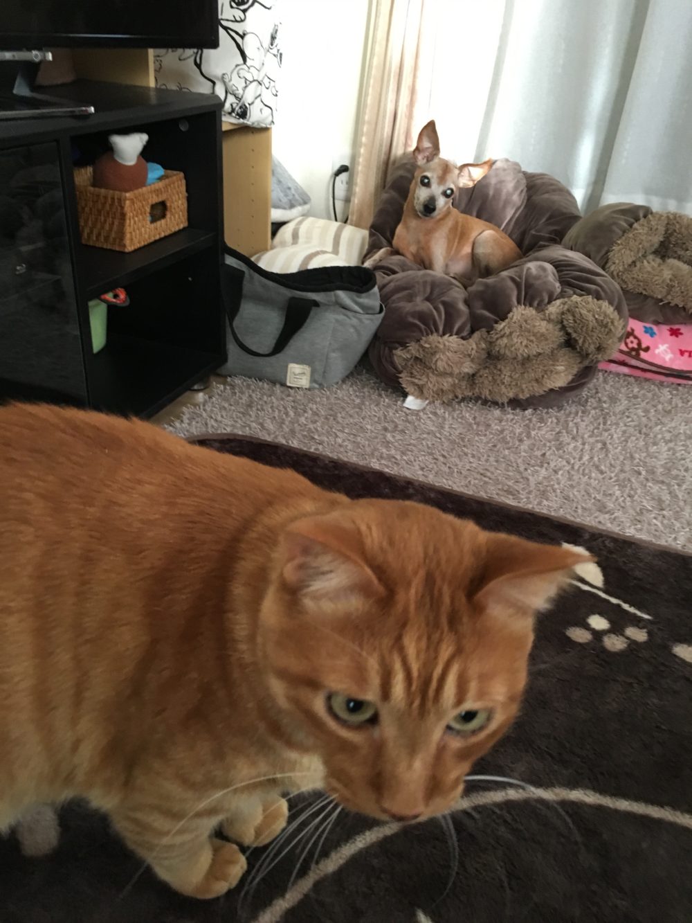 キミくん＆テツくんのペットシッティング