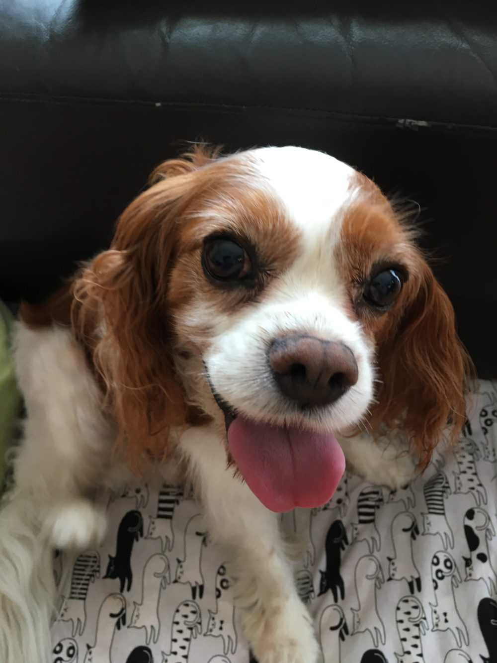 まめ太くんのドッグシッター、小田原市