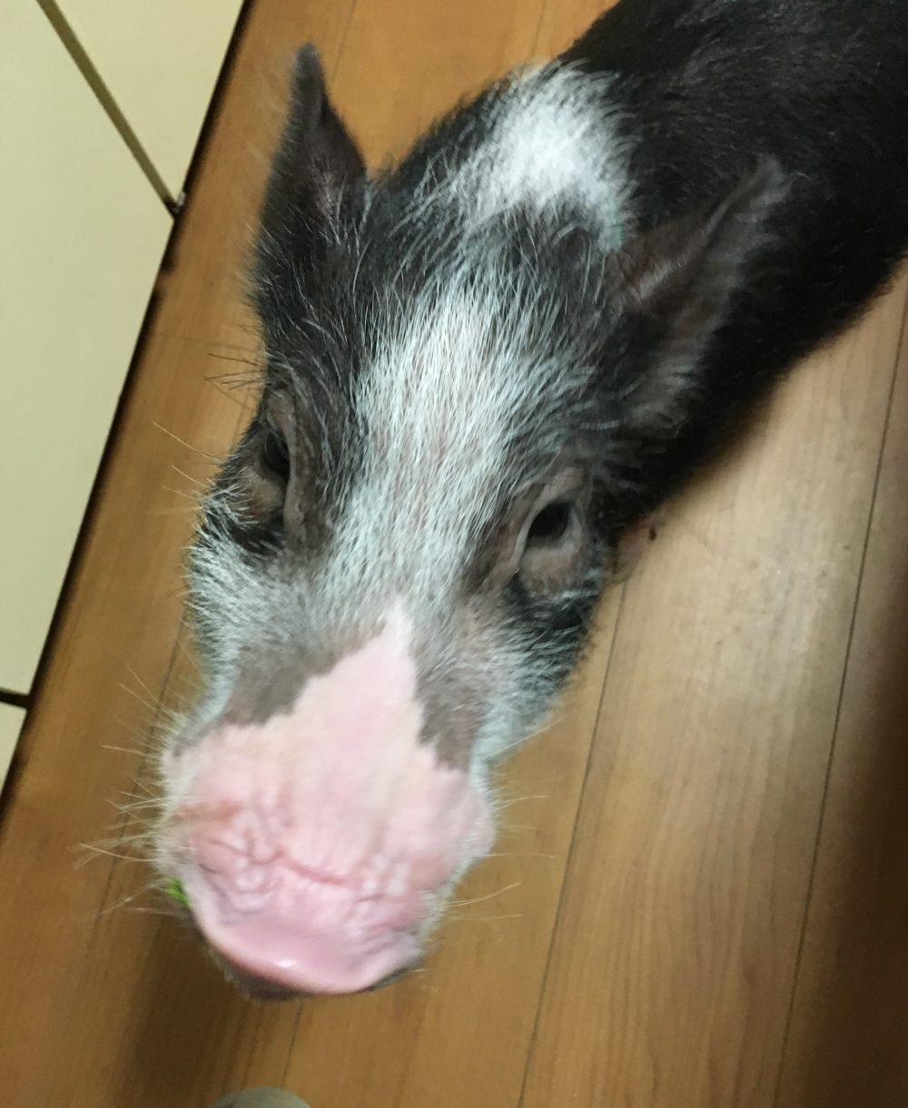 キララちゃん（マイクロブタ）のペットシッティング