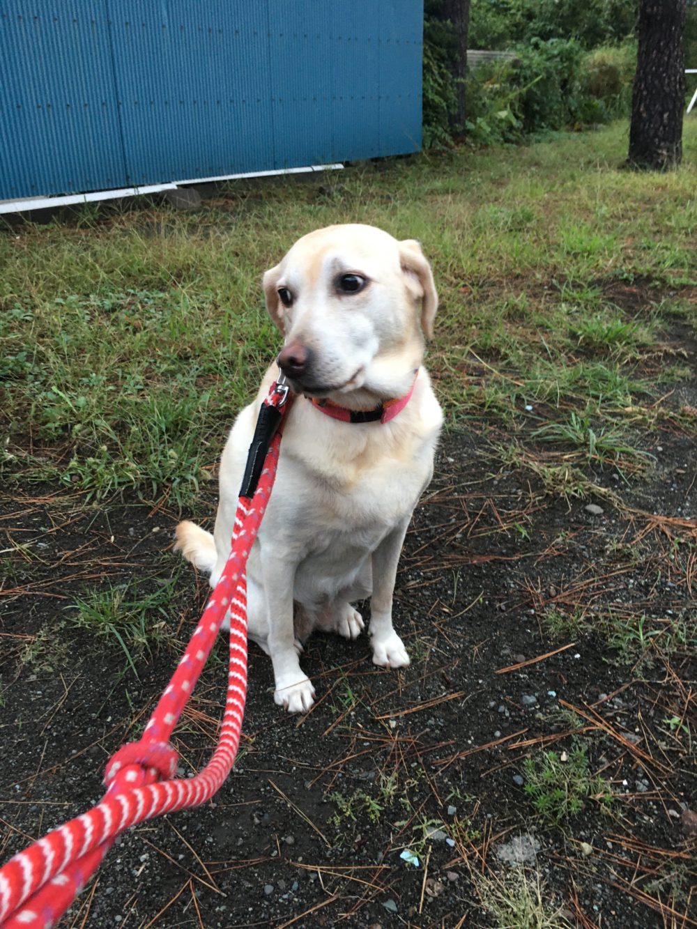 レイラちゃんのドッグシッター、小田原市