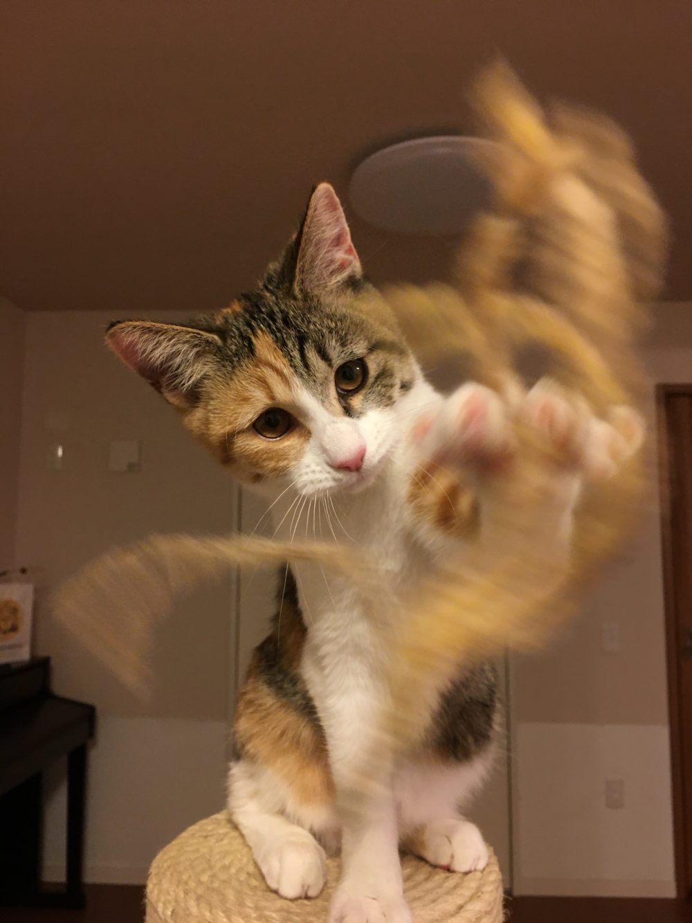 薫ちゃんのキャットシッター、開成町