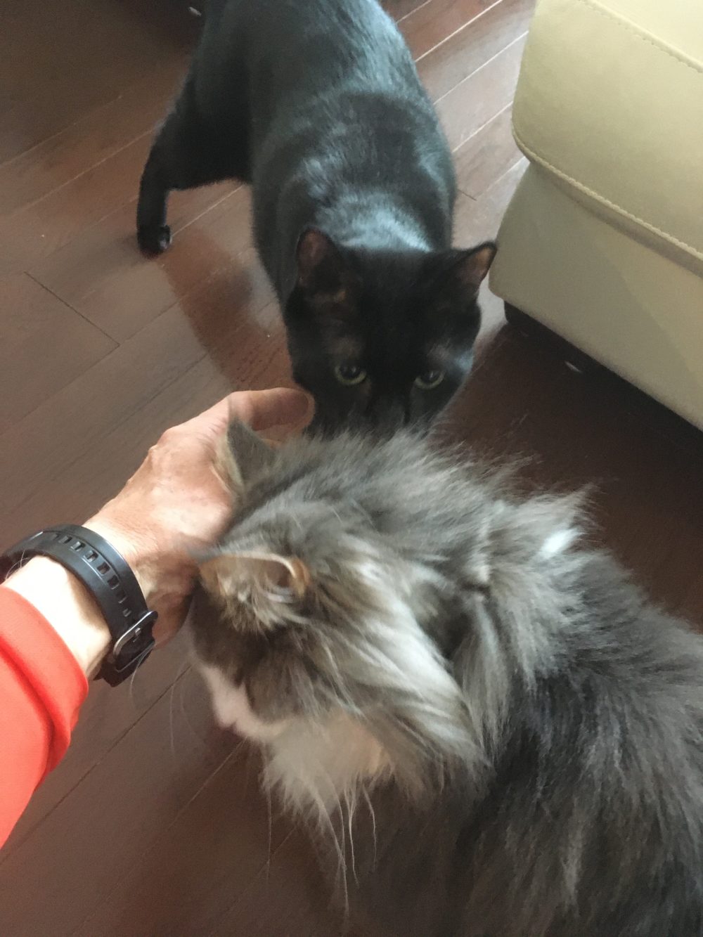 ノアールくんとグリージョくんのキャットシッター、小田原市