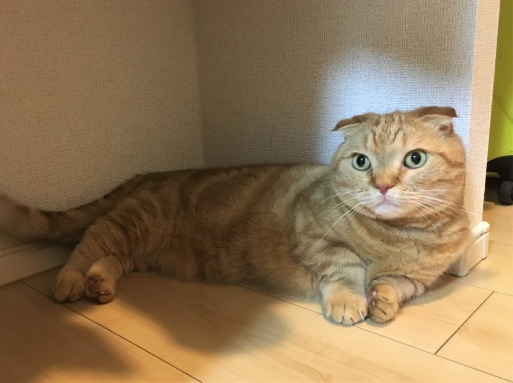 はまぐりくんとつぶちゃんのキャットシッター、小田原市