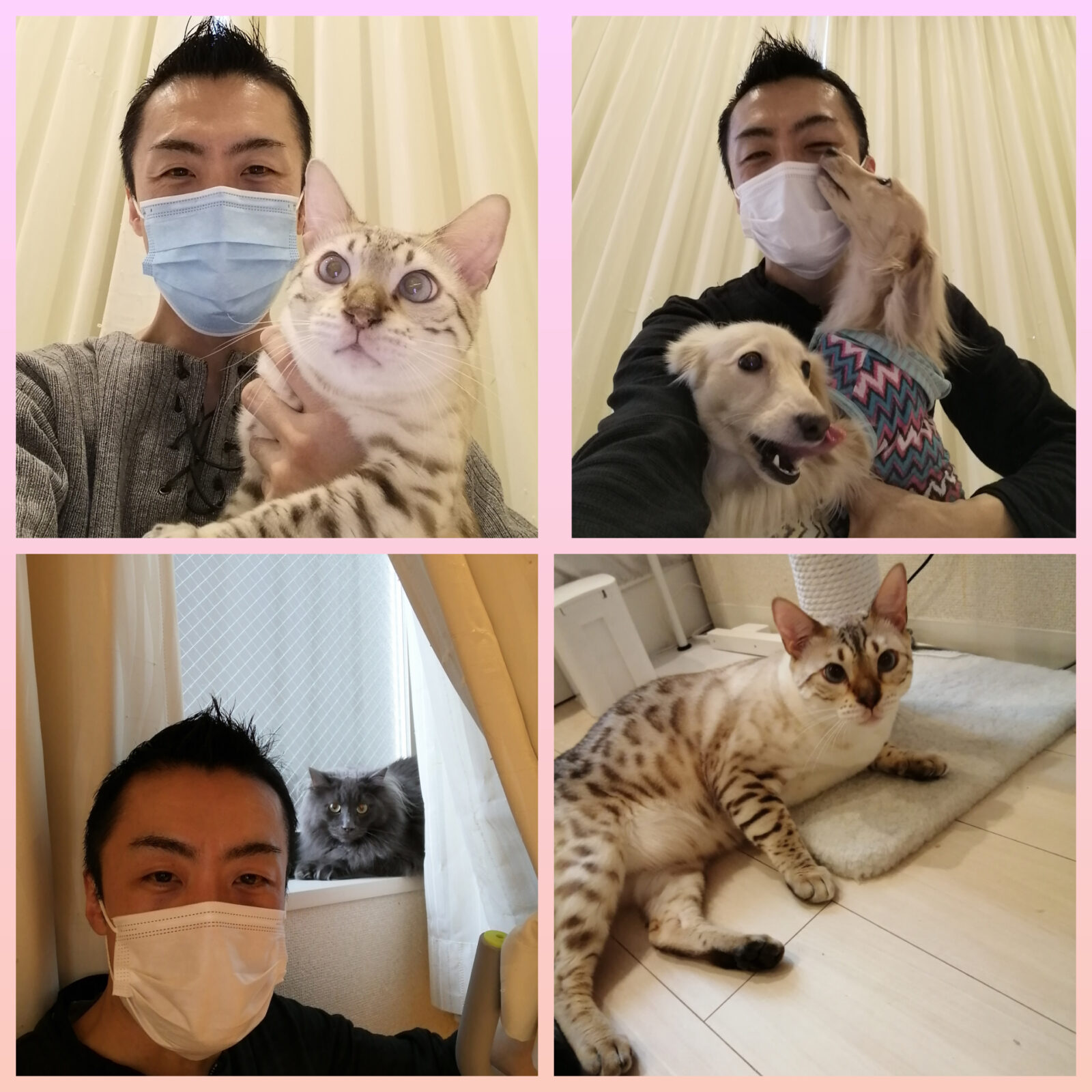 新宿区 ベンガルくん&メインクーンくん&ダックスちゃん 初回訪問&お世話報告