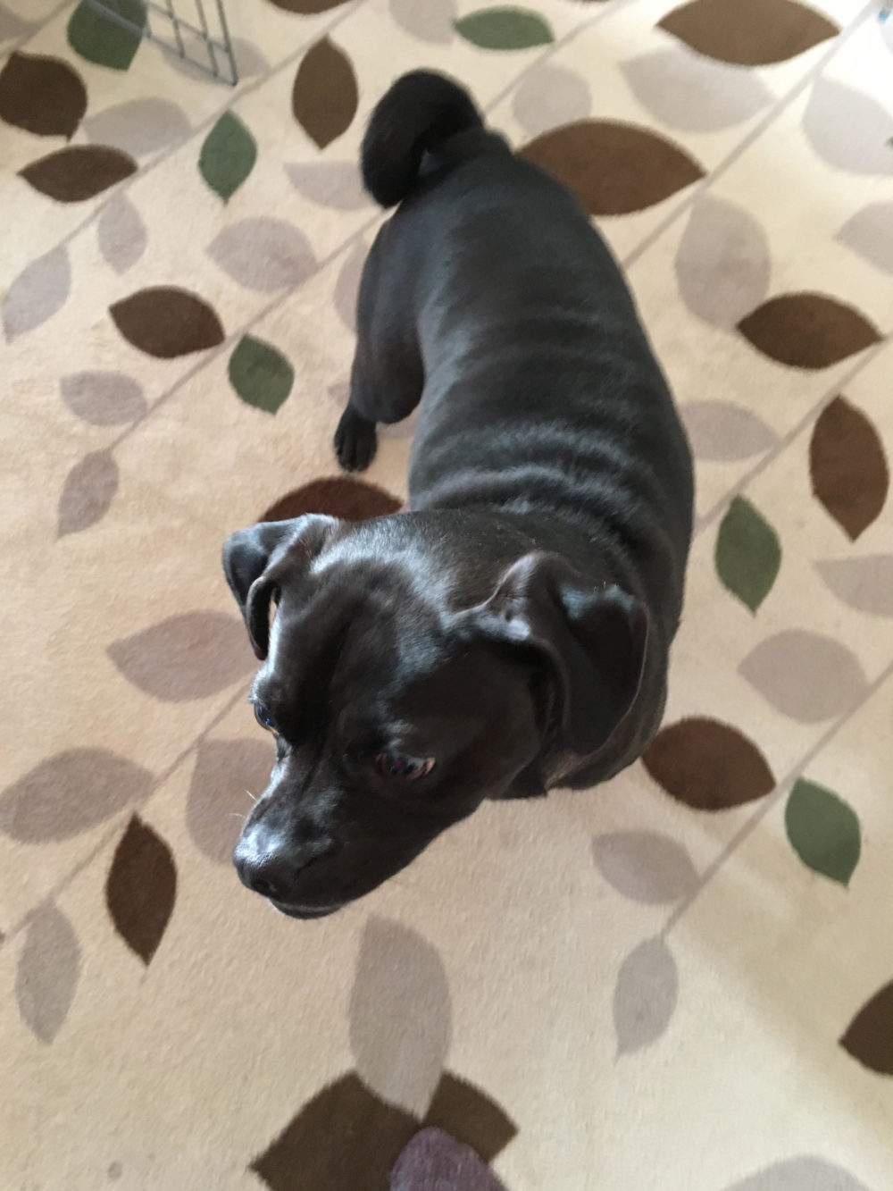 飯田岡でドッグシッター、ロンくんのお世話