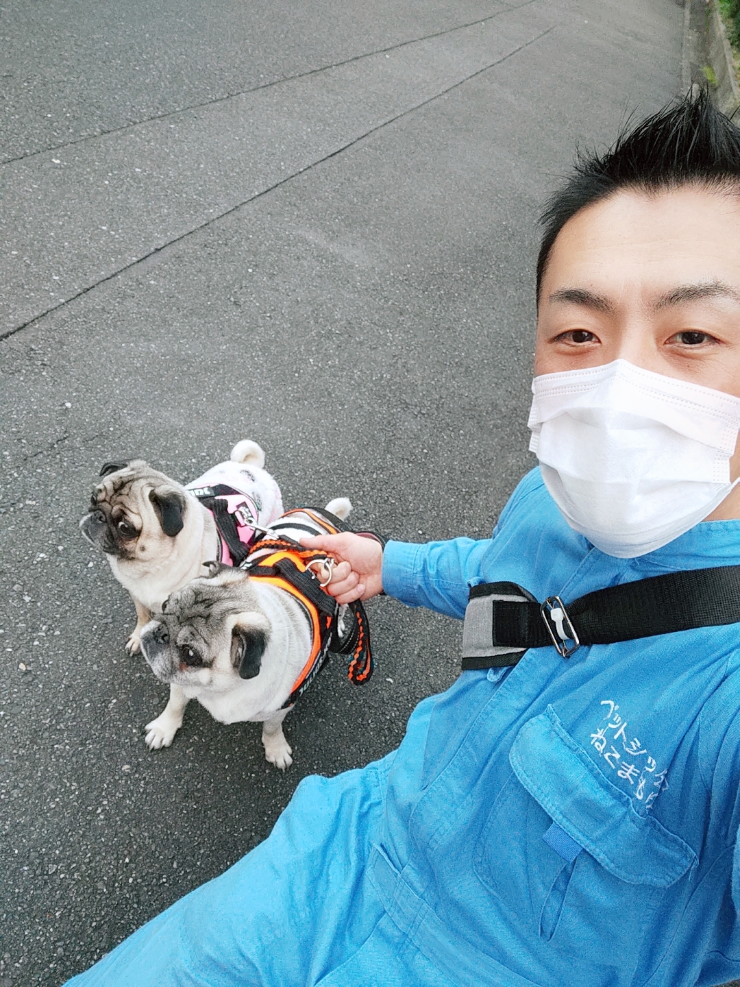 新宿区 ご新規様 パグくん＆パグちゃん お世話報告