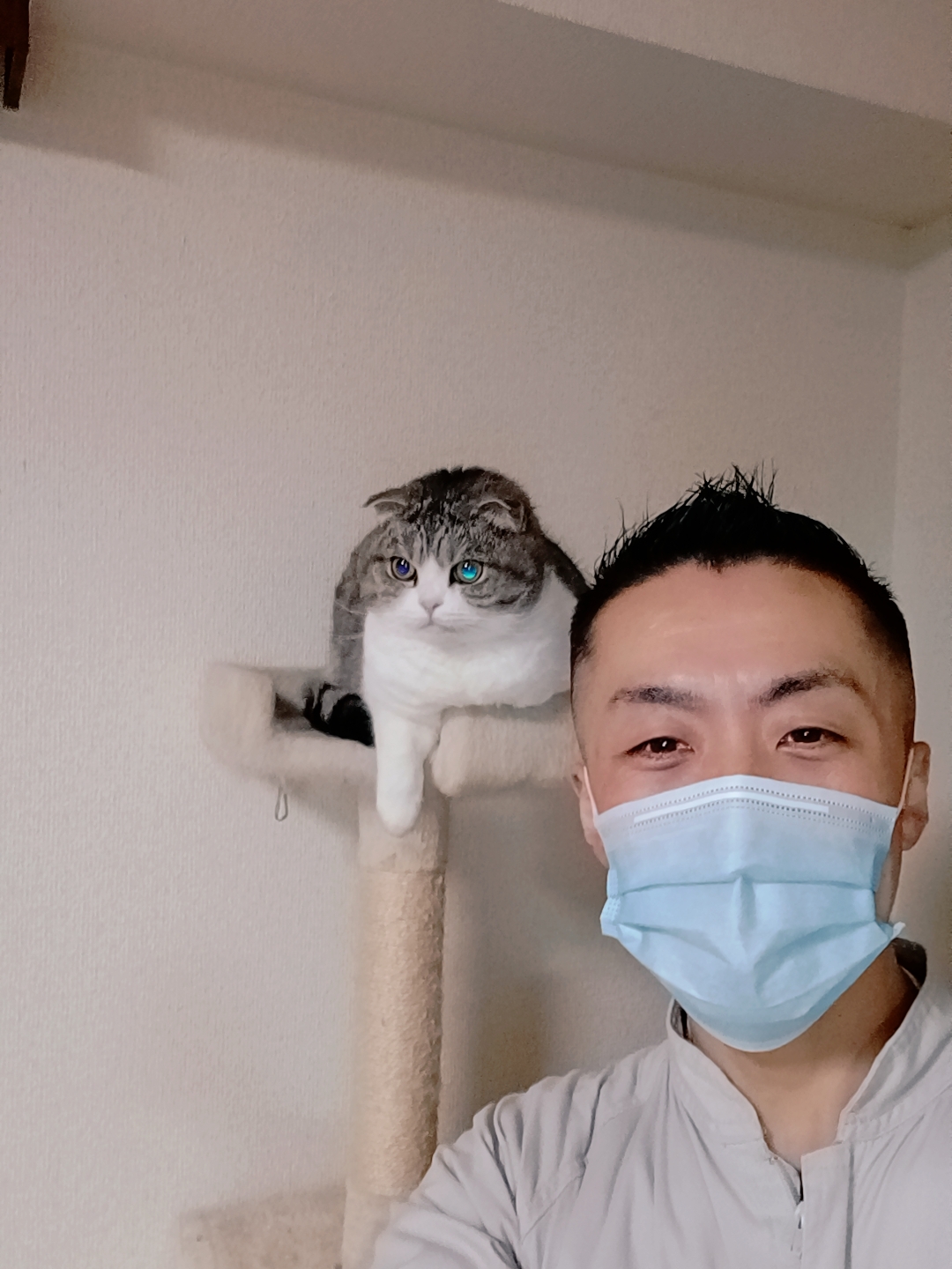 新宿区 お得意様 ころっコロな スコティッシュフォールドちゃん お世話報告