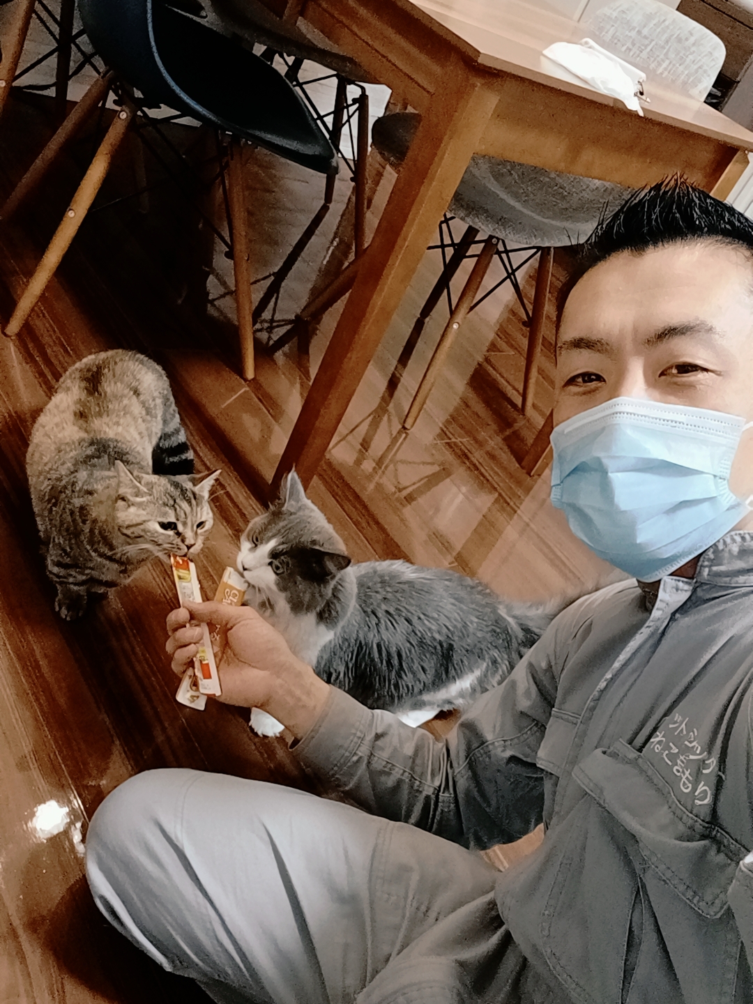 新宿区 お得意様 仲良し姉弟 猫パ〜ンチッ!! マンチカンちゃん&ミヌエットくん お世話報告