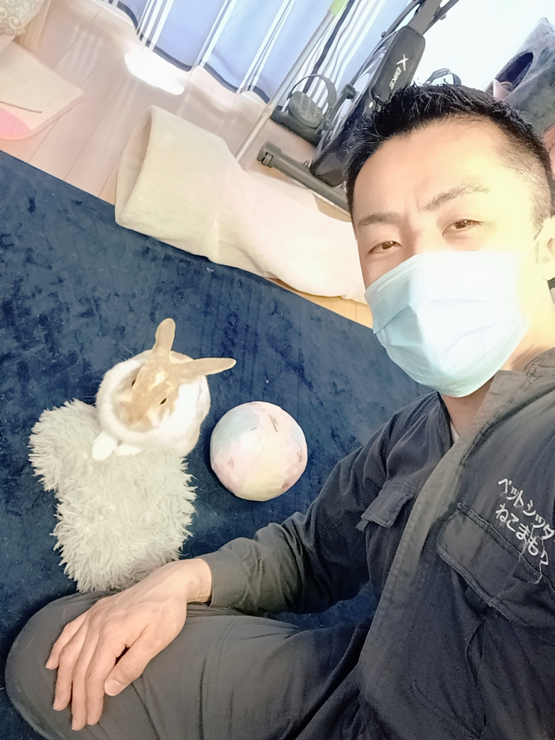 新宿区 お得意様 ふっかふか〜 ホーランドロップイヤーラビットちゃん お世話報告