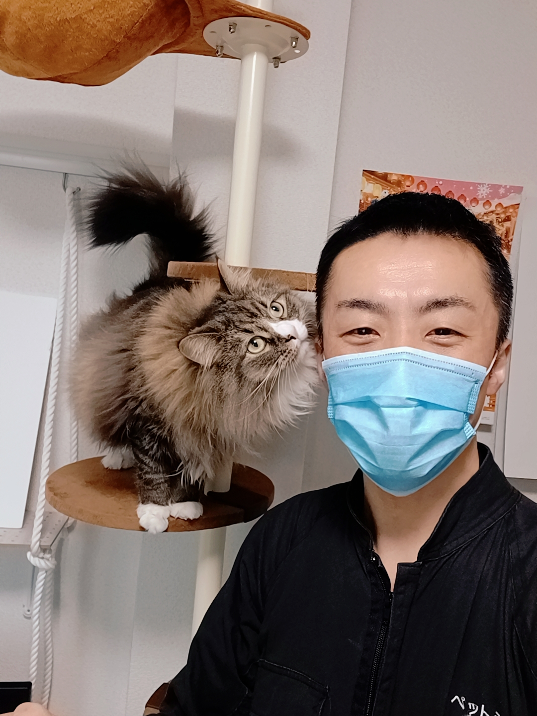 中野区 お得意様 もっふもふサイベリアンくん お世話報告