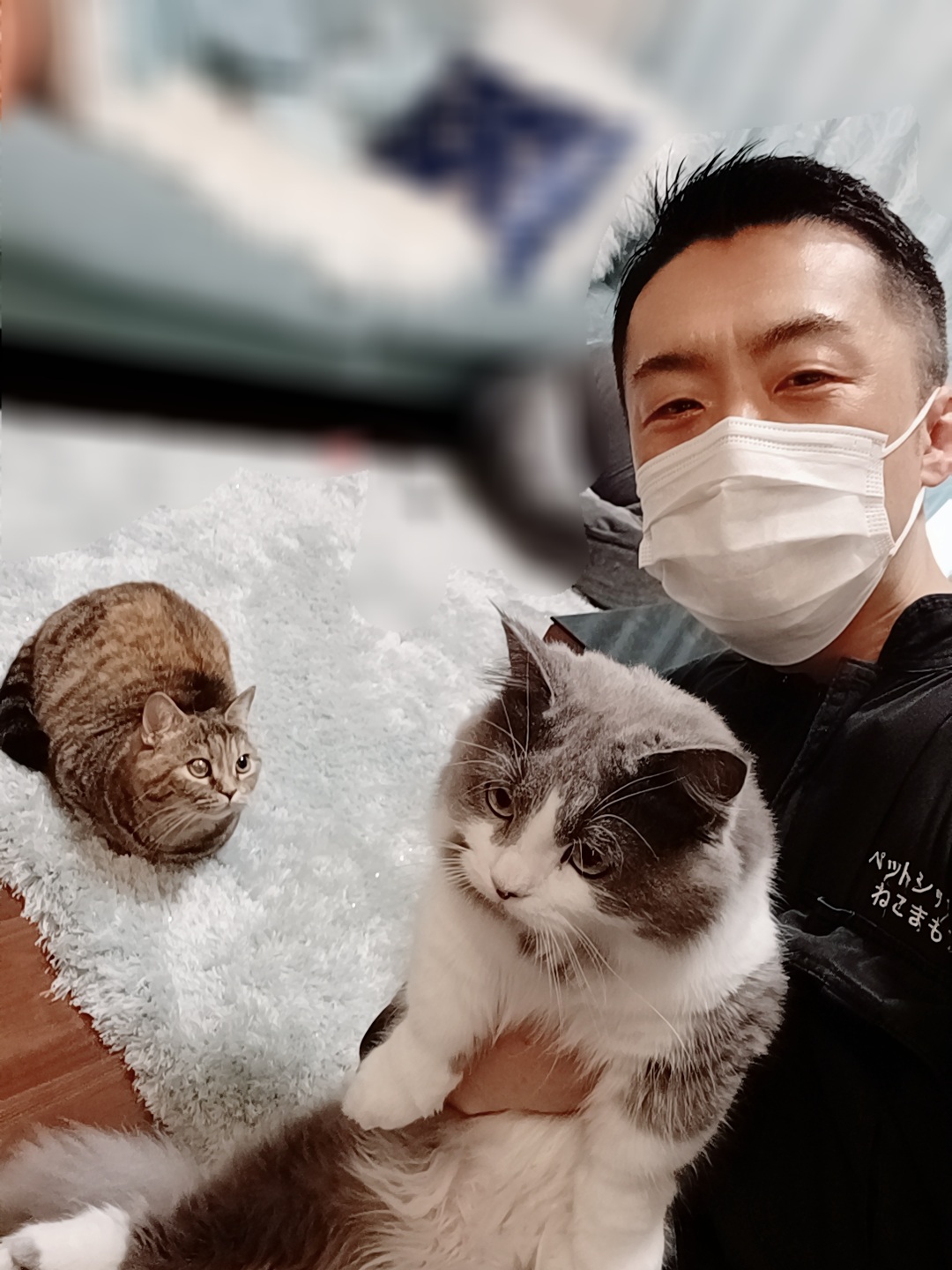 新宿区 お得意様 いっちにー🐾さんしー マンチカンちゃん&ミヌエットくん お世話報告