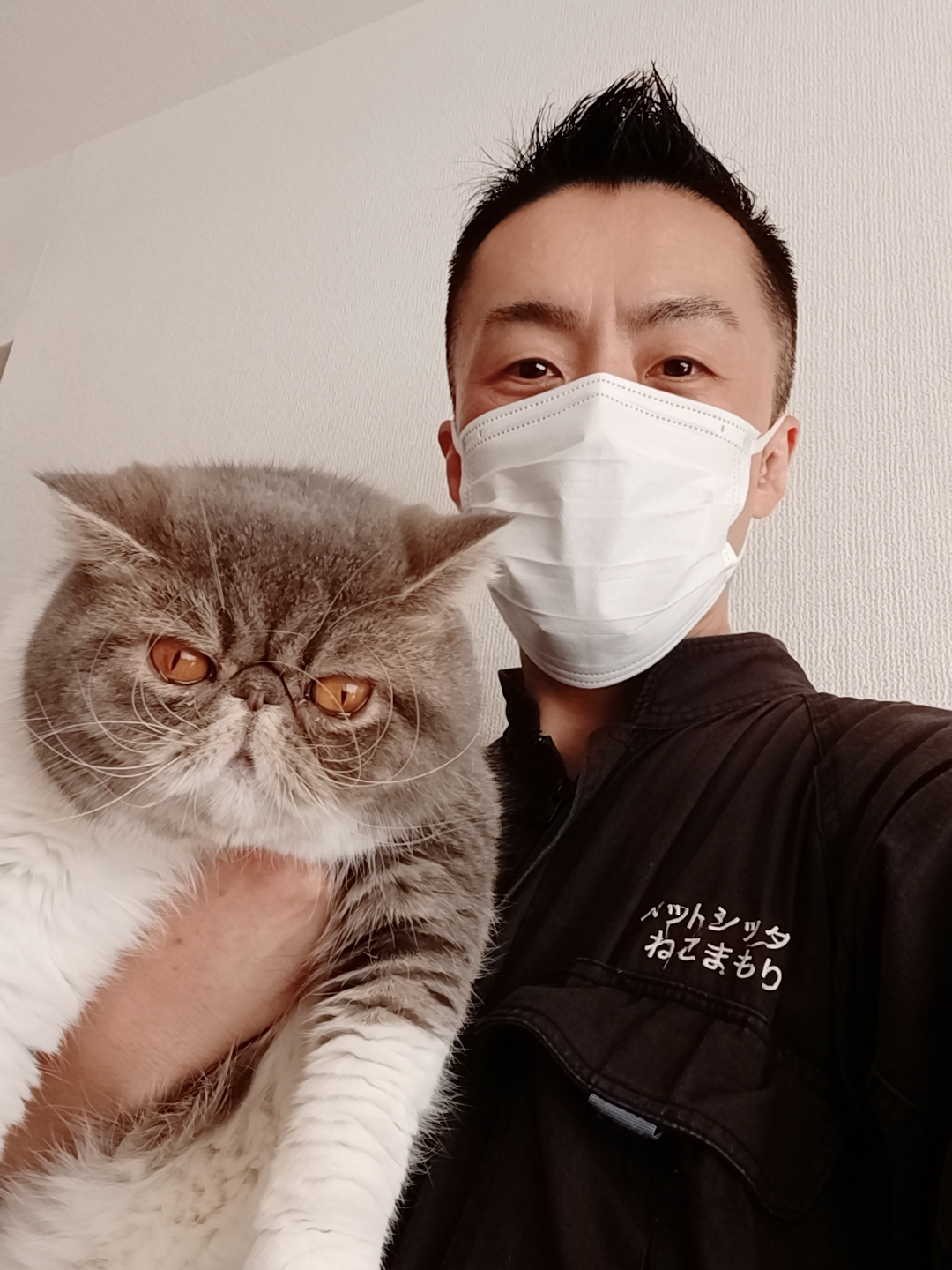 中野区 お得意様 毛玉ボール大好き エキゾチックショートヘアくん お世話報告