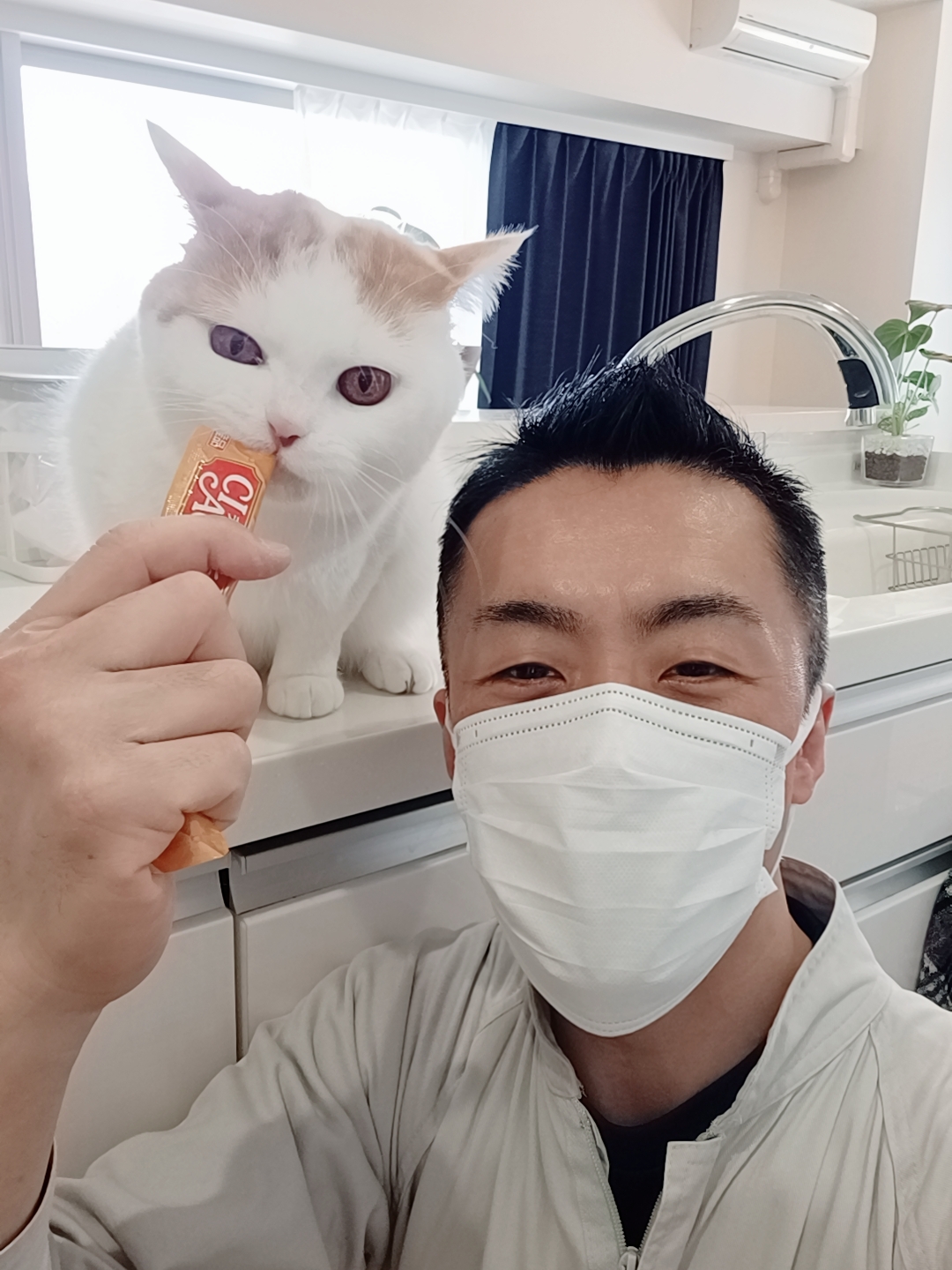 新宿区 お得意様 アクロバット スコティッシュフォールドくん お世話報告