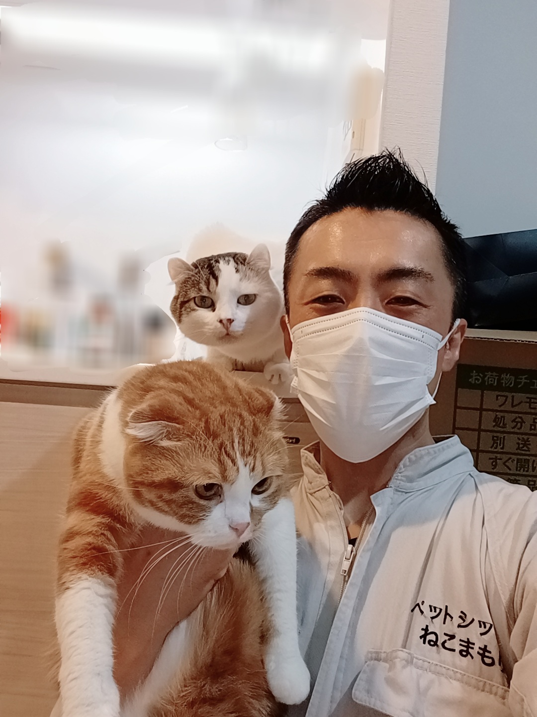 新宿区 ご新規様 お顔まんまる アメリカンカールくん& スコティッシュフォールドちゃん お世話報告